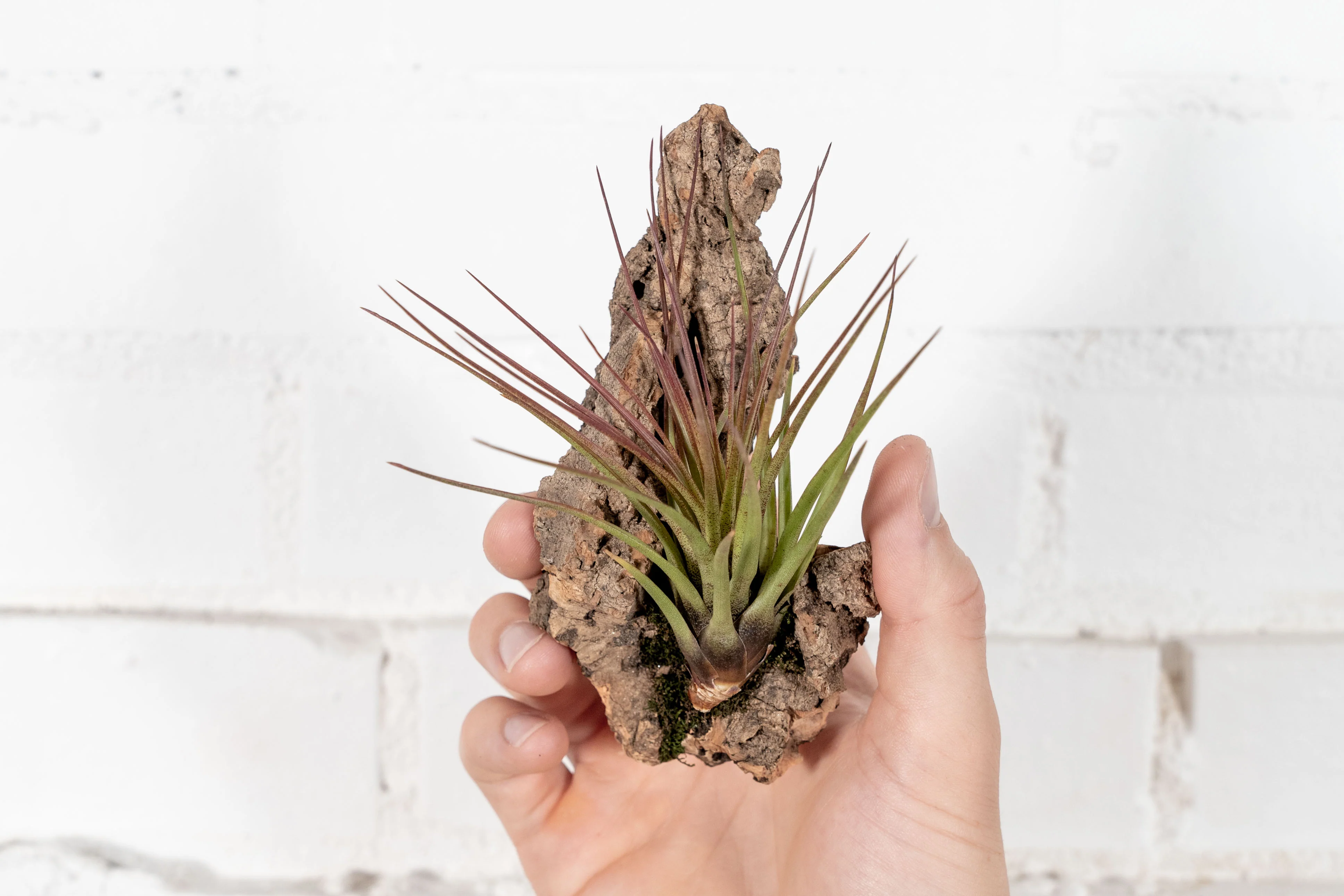 Wholesale: DIY Mini Cork Bark Mounts with Tillandsia Air Plants - Image 2