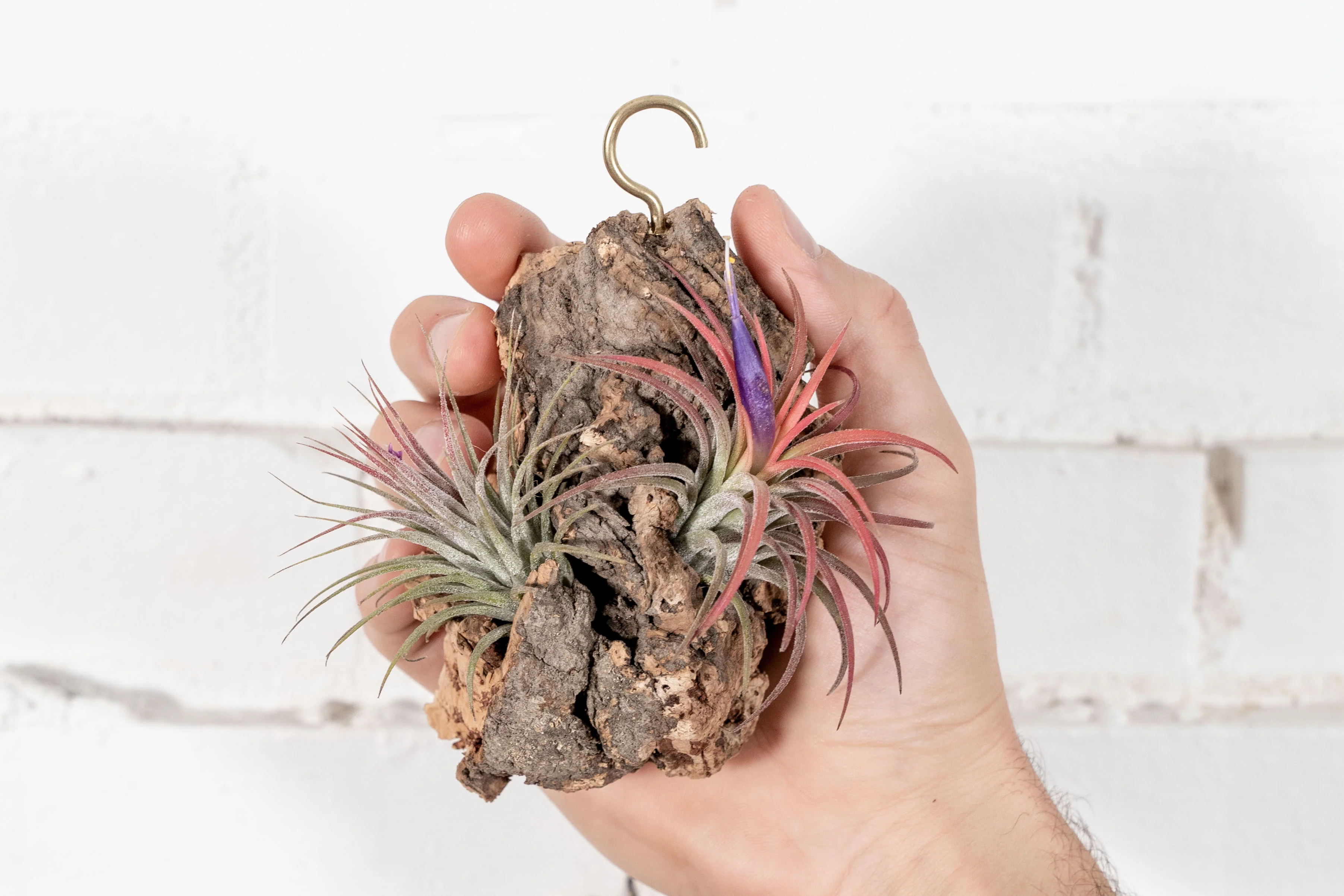 Wholesale: DIY Mini Cork Bark Mounts with Tillandsia Air Plants - Image 4