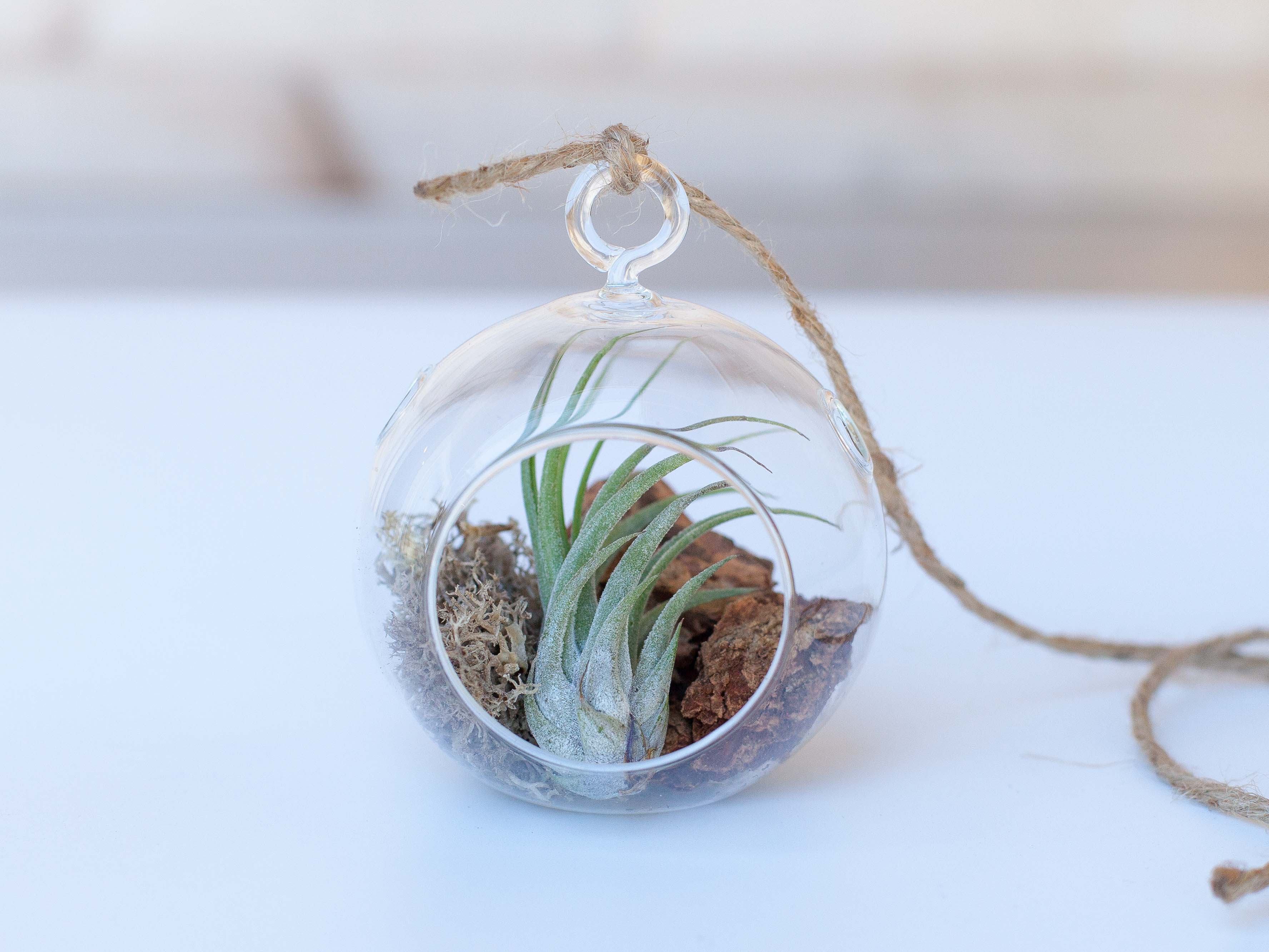 Wholesale: Mini Rustic Terrarium with Tillandsia Ionantha Air Plant