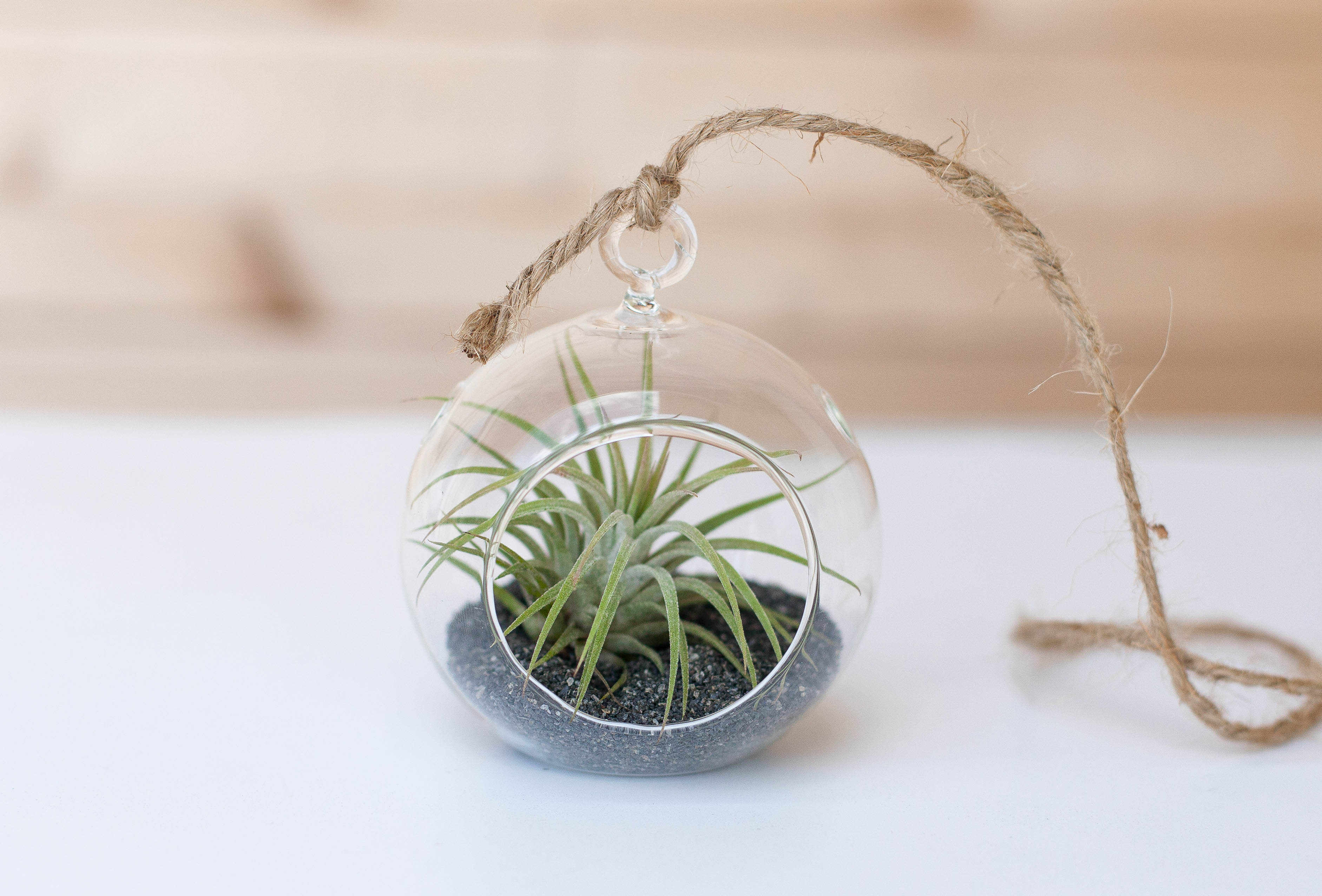Wholesale: Mini Midnight Terrarium with Tillandsia Ionantha Air Plant
