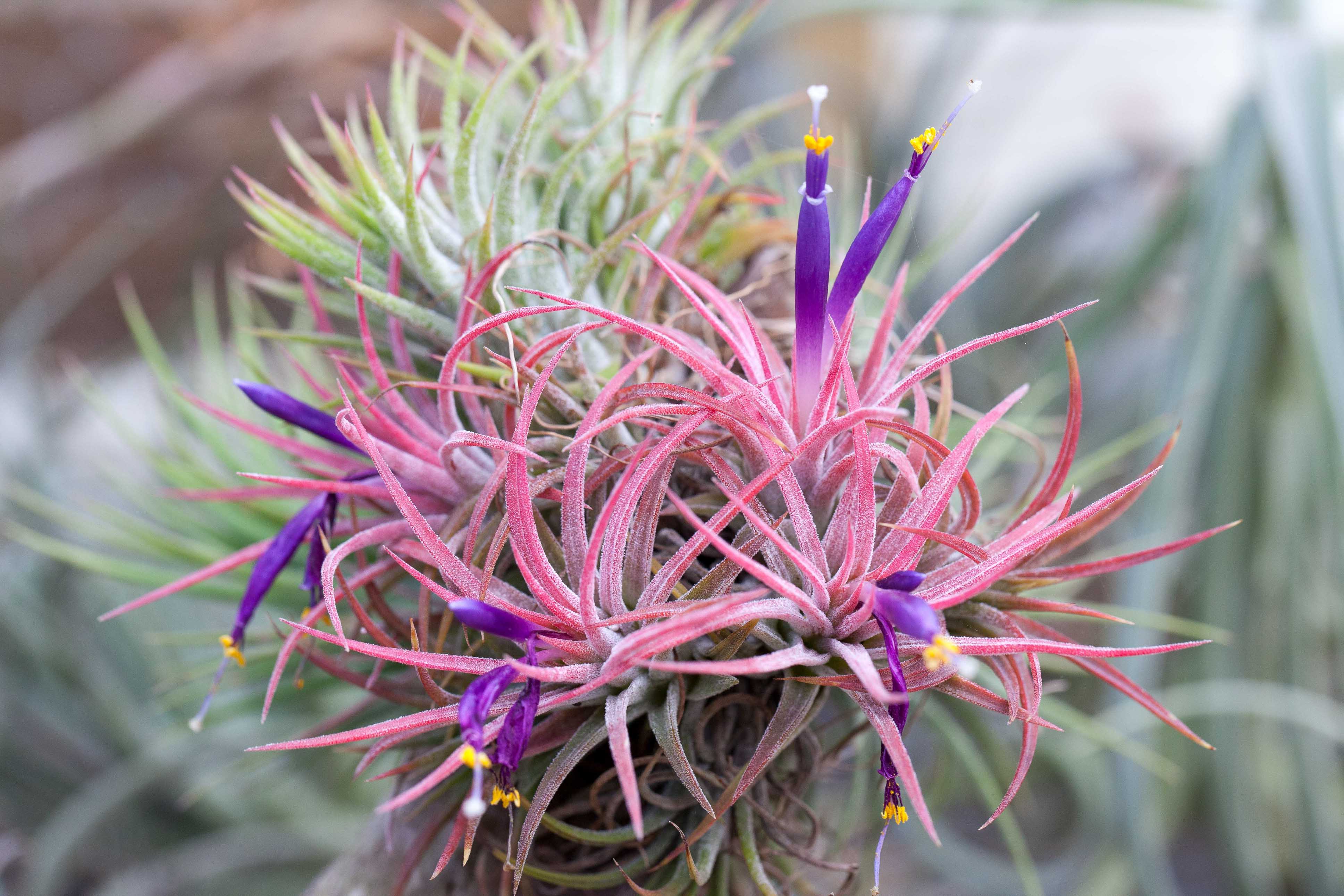 Wholesale: Mini Coastal Ornament with Tillandsia Ionantha Air Plant - Image 2