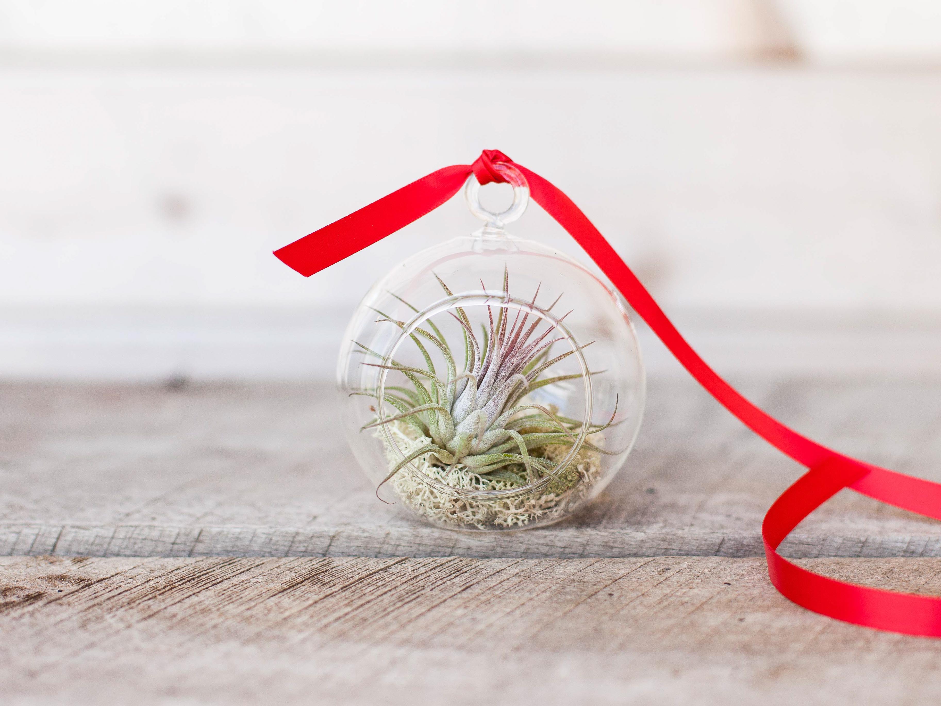 Wholesale: Mini Natural Ornament with Tillandsia Ionantha Air Plant
