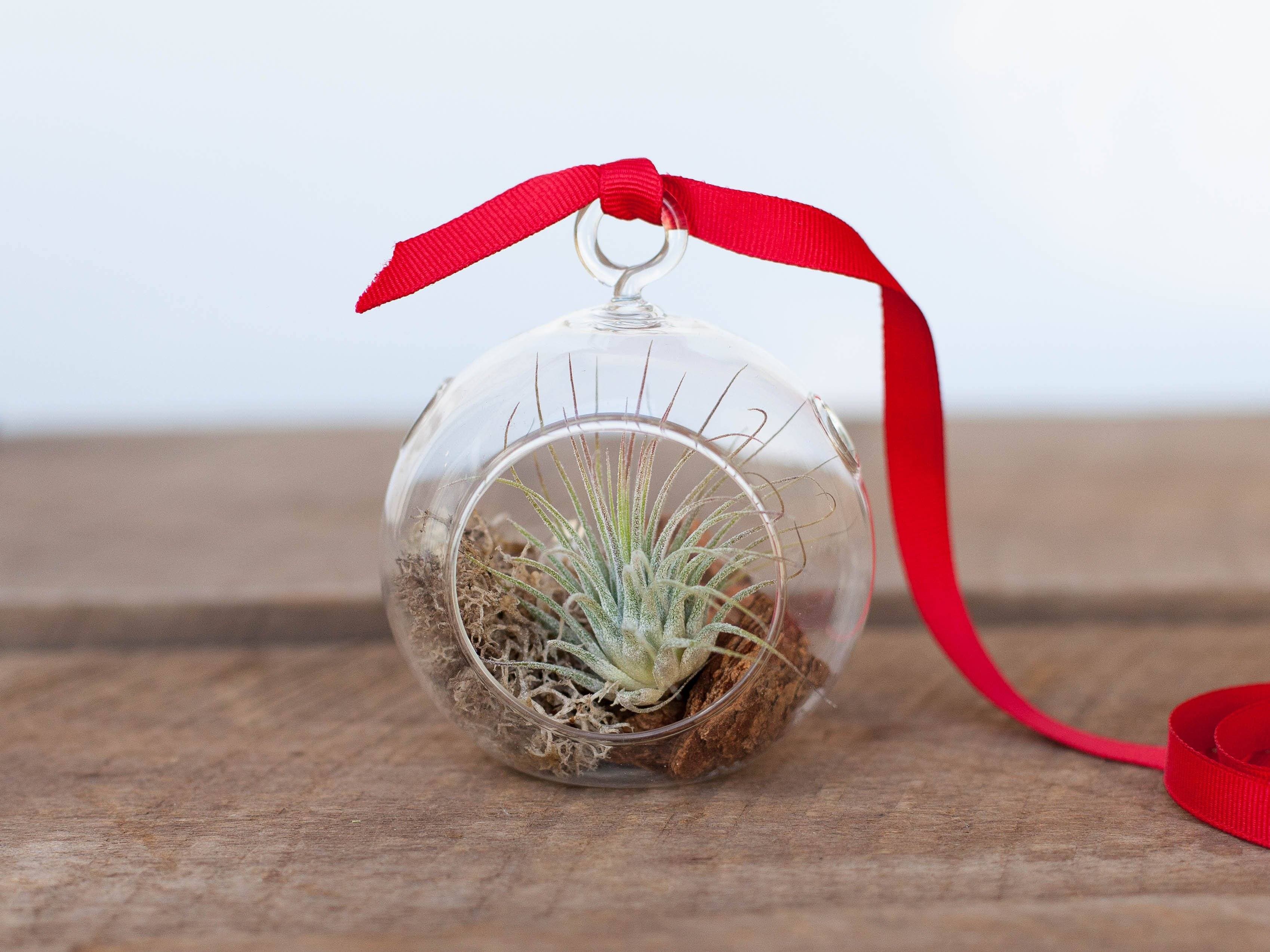 Wholesale: Mini Rustic Ornament with Tillandsia Ionantha Air Plant