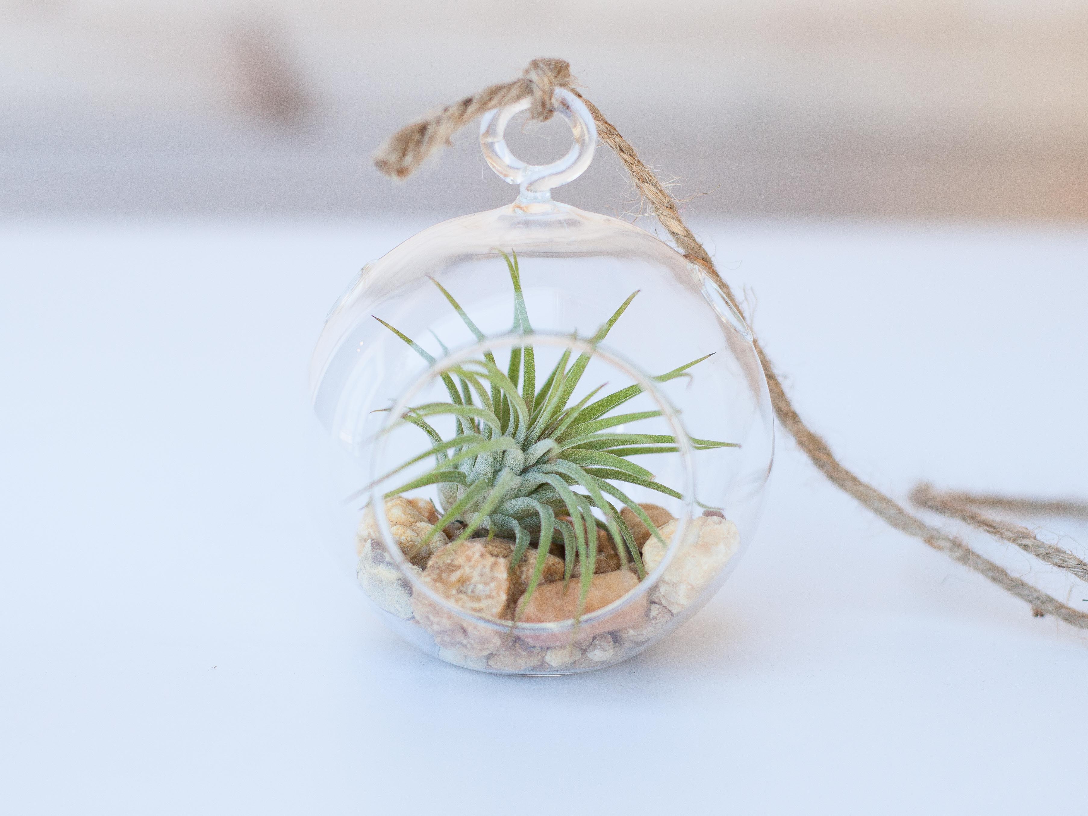 Wholesale: Mini Pebble Terrarium with Tillandsia Ionantha Air Plant