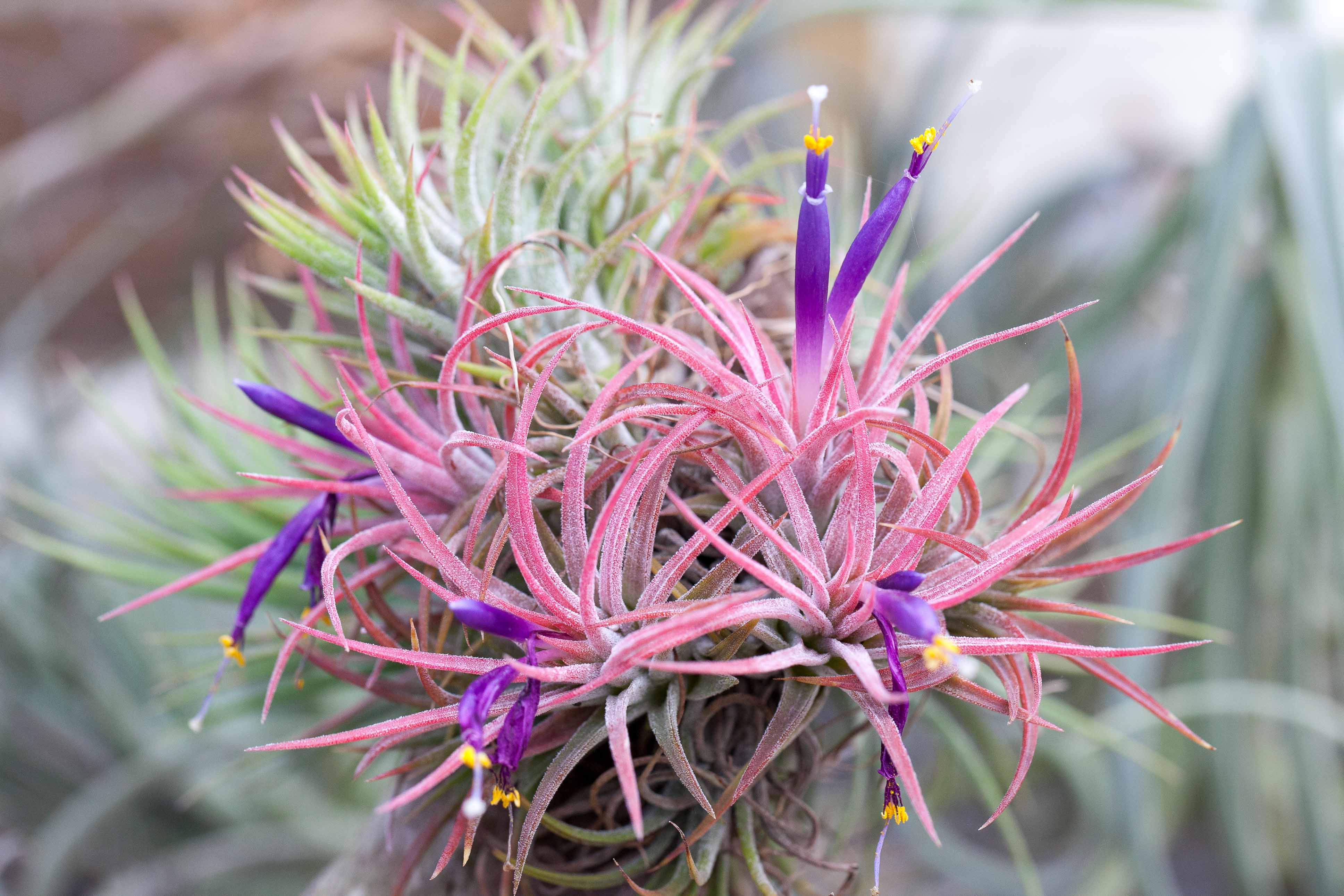 Wholesale: Mini Shore Terrarium with Tillandsia Ionantha Air Plant - Image 2
