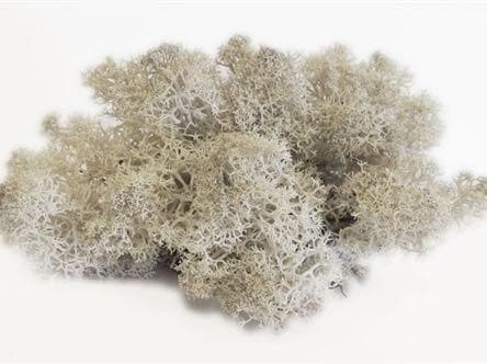 Wholesale: Natural Reindeer Moss