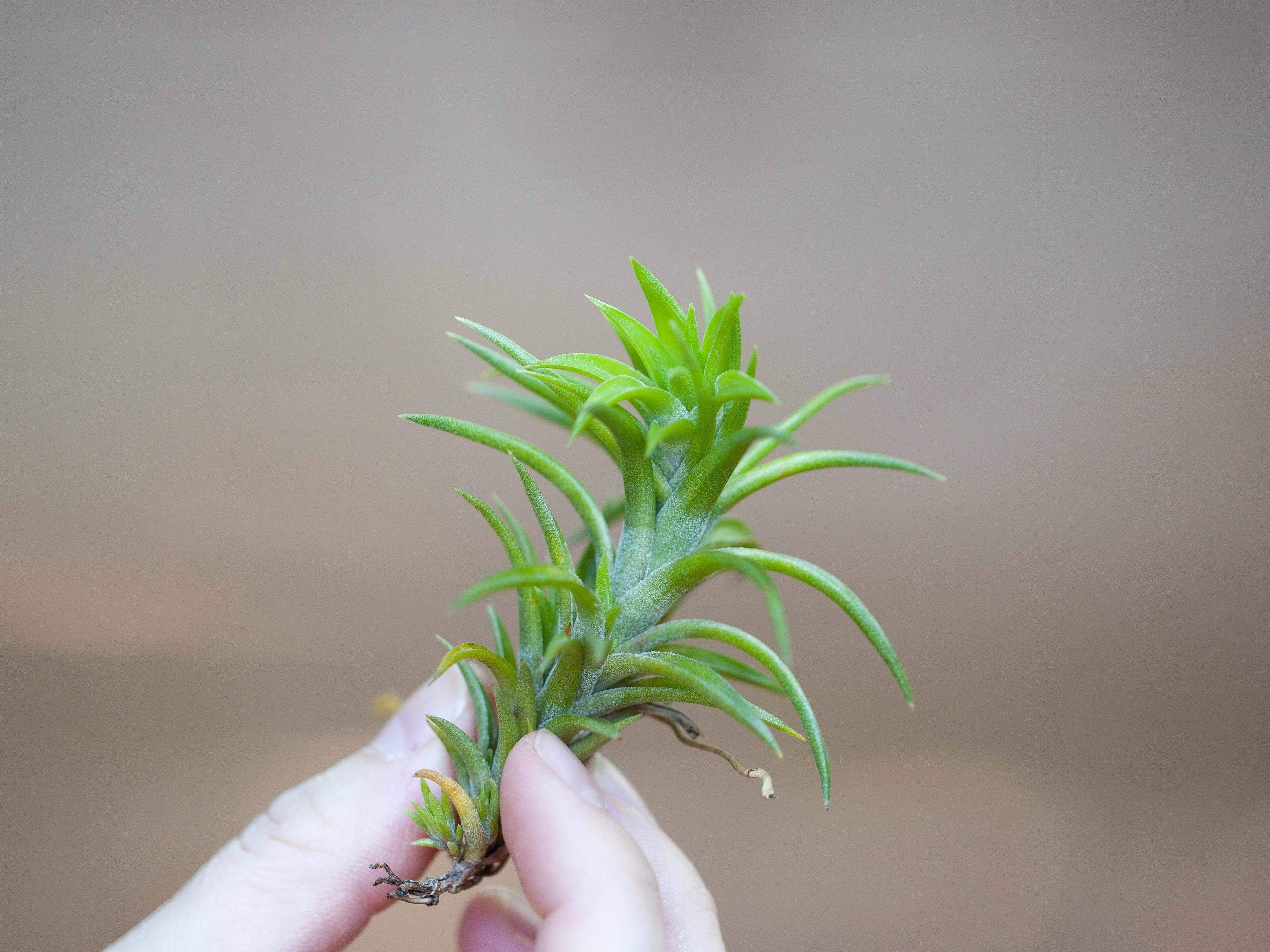 Wholesale: Tillandsia Neglecta Air Plant