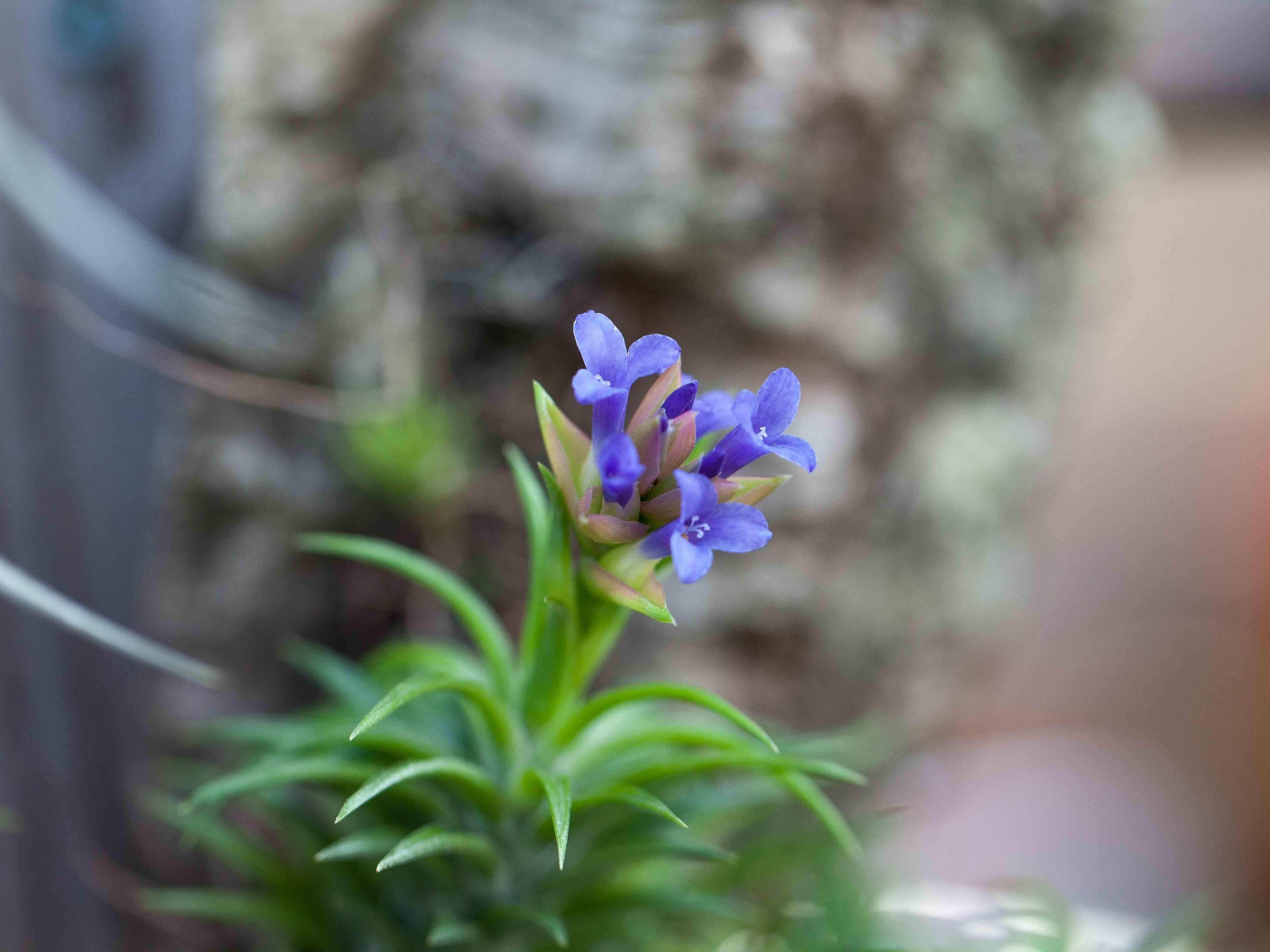Wholesale: Tillandsia Neglecta Air Plant - Image 2