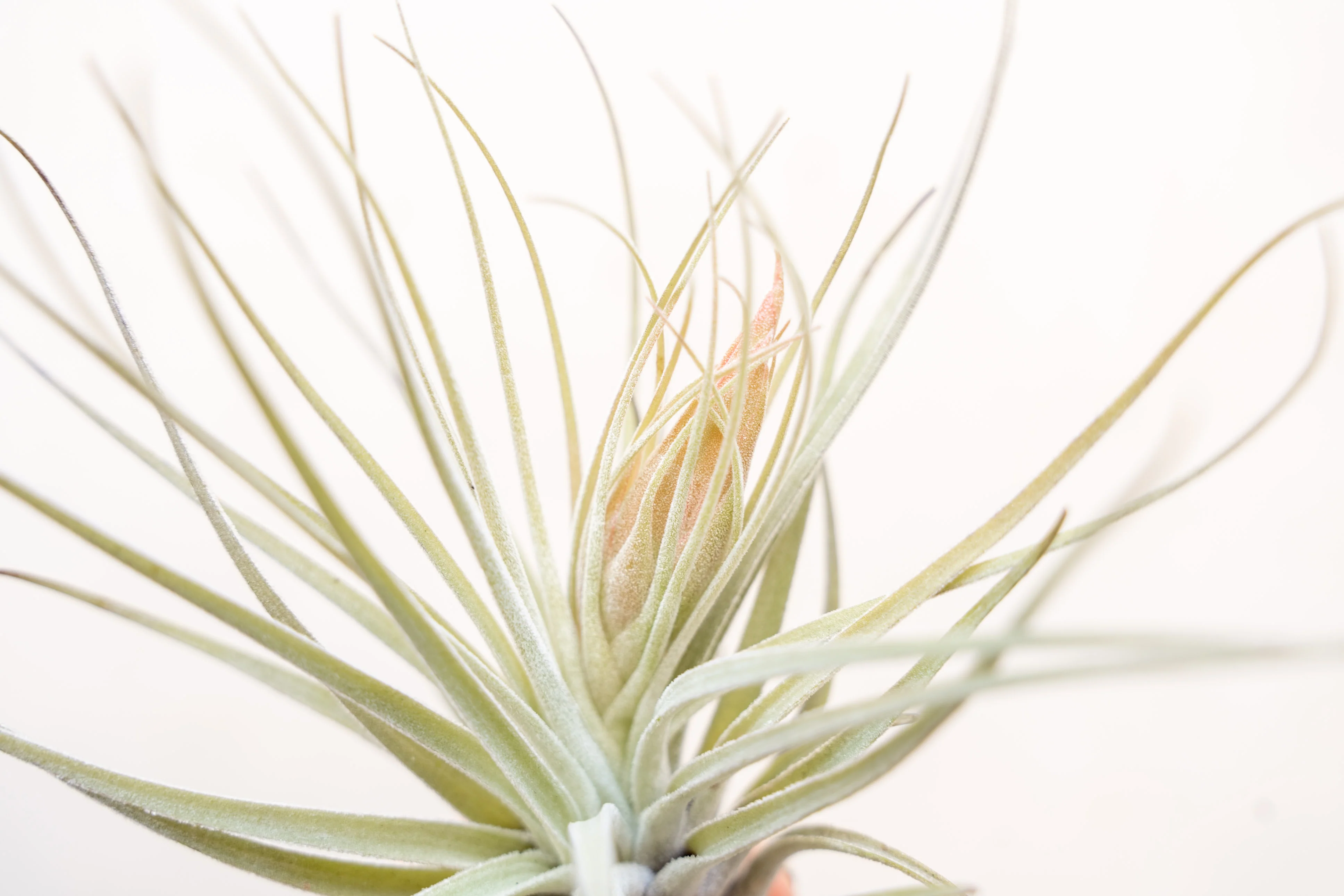 Wholesale: Tillandsia Oaxacana Air Plants