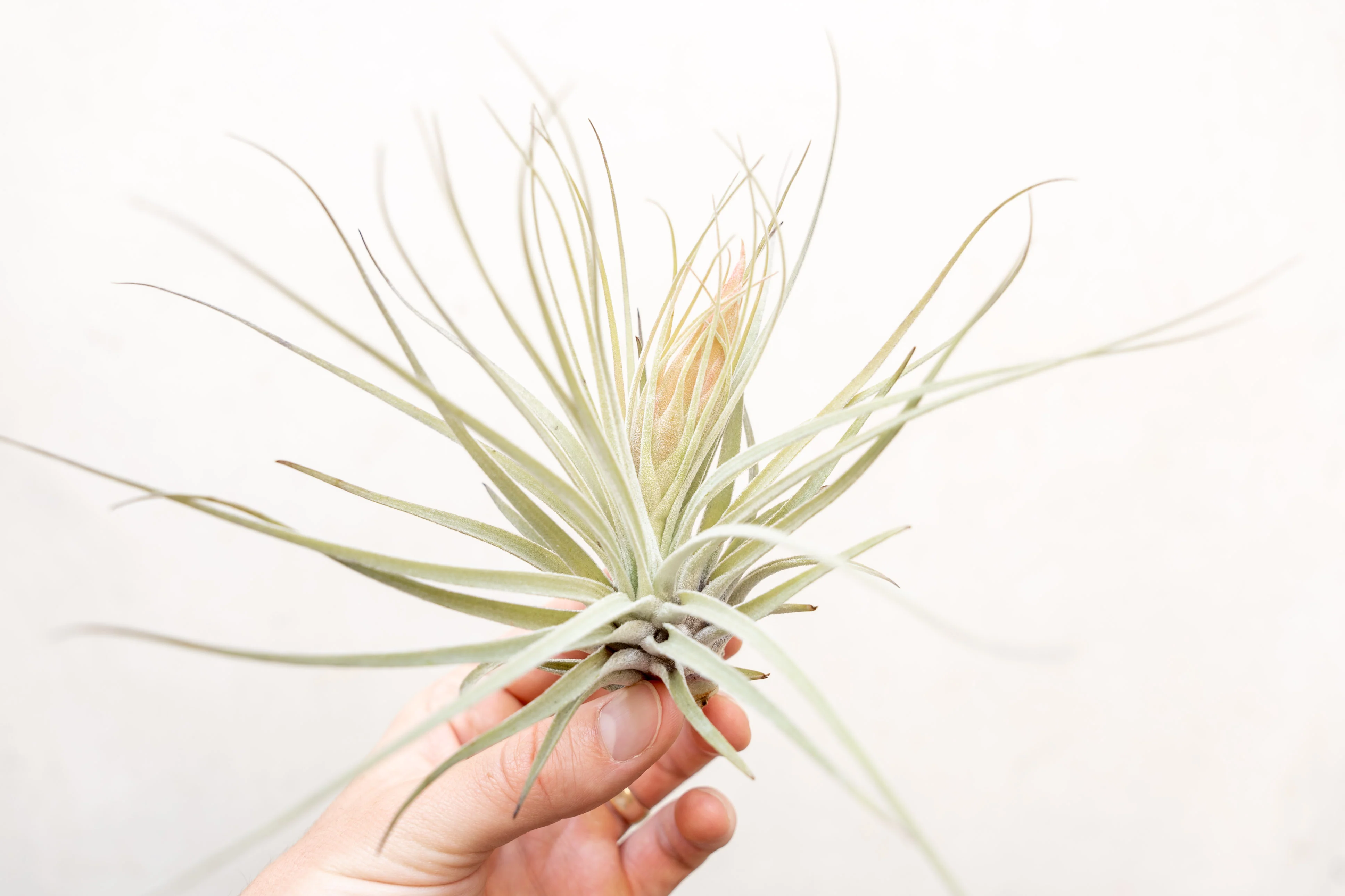Wholesale: Tillandsia Oaxacana Air Plants - Image 2