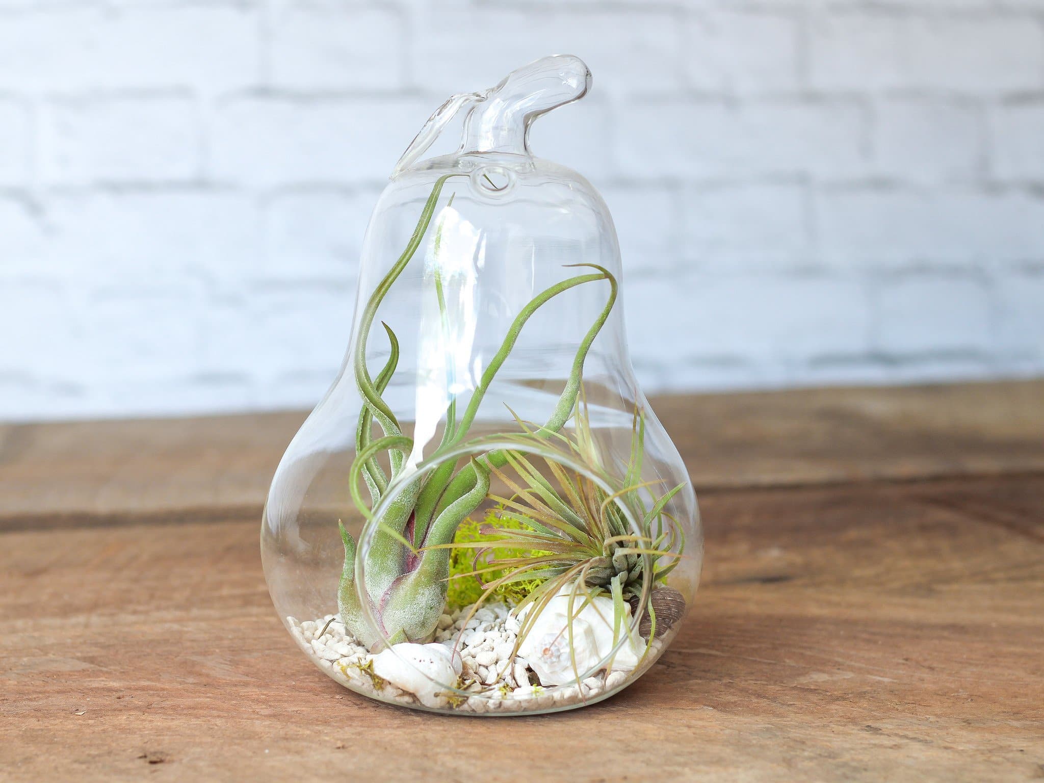 Wholesale: Pear Terrarium with Assorted Tillandsia Air Plants