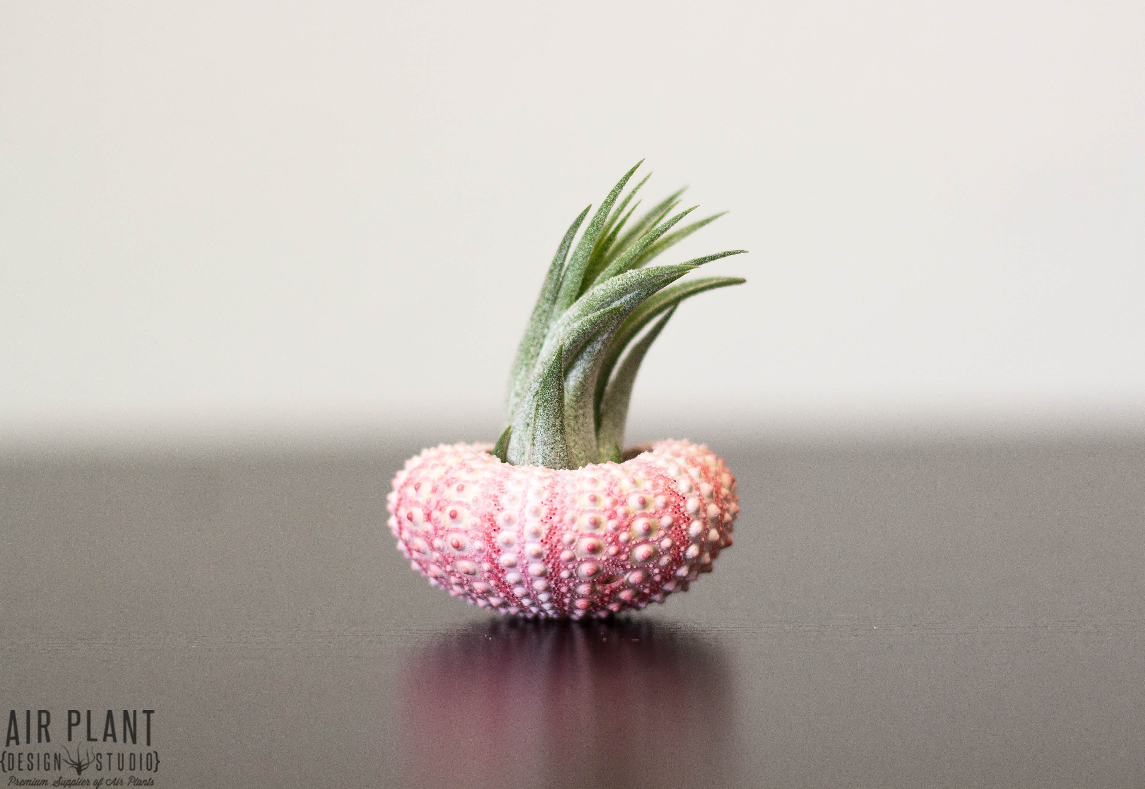 Wholesale: Pink Sea Urchins with Tillandsia Ionantha Air Plant