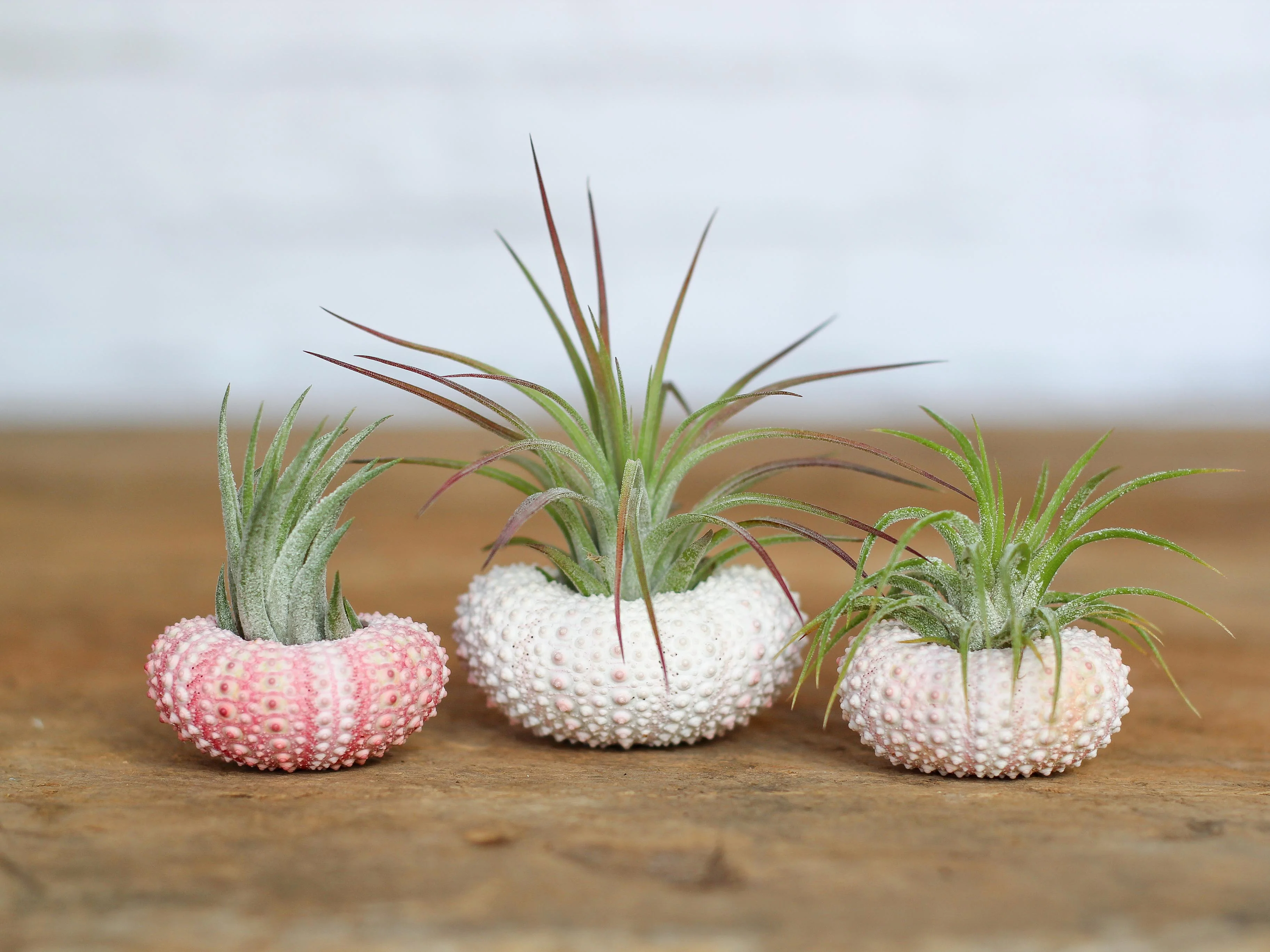 Wholesale: Pink Sea Urchins with Tillandsia Ionantha Air Plant - Image 2