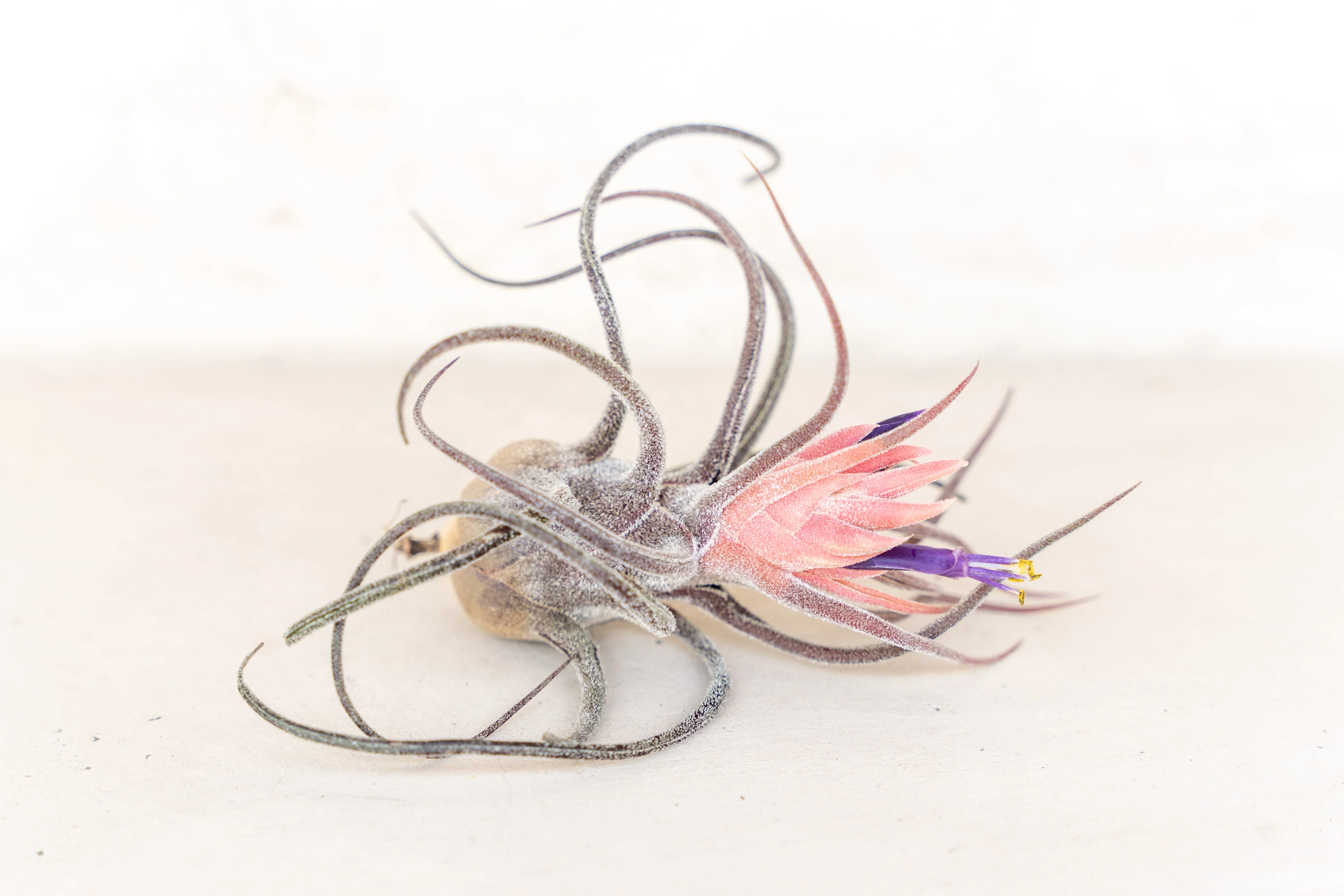 Wholesale: Tillandsia Pruinosa Air Plants