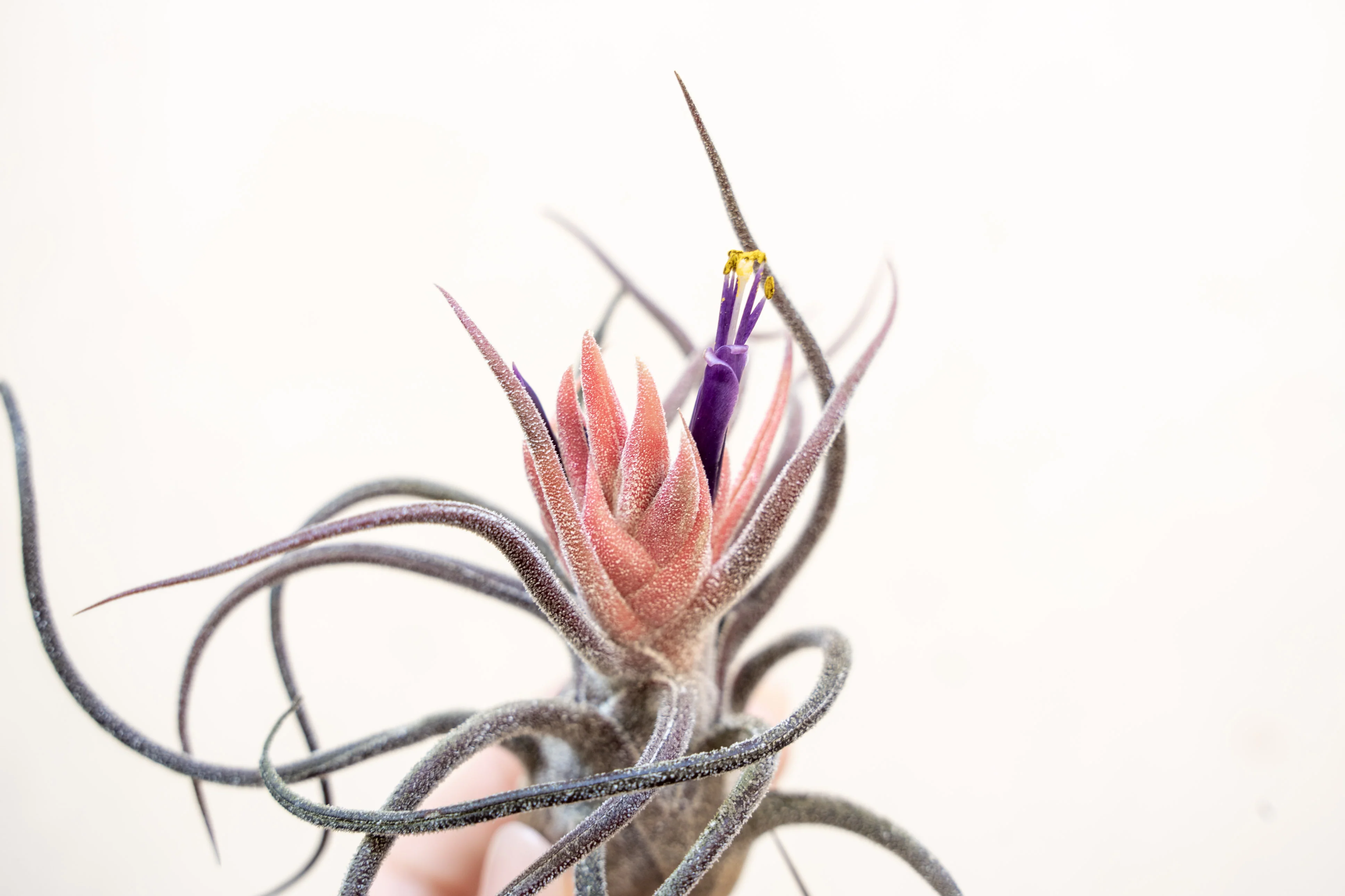 Wholesale: Tillandsia Pruinosa Air Plants - Image 3