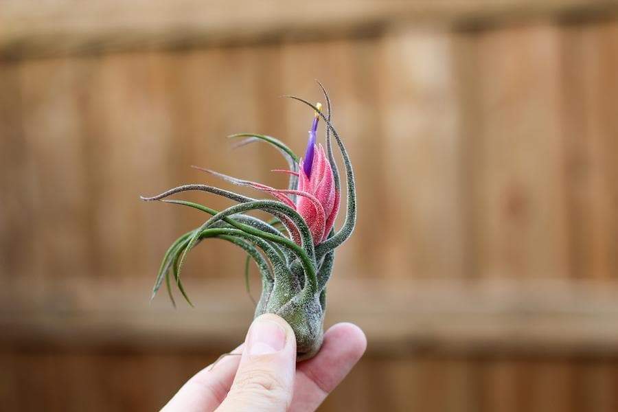 Wholesale: Tillandsia Pruinosa Air Plants - Image 4