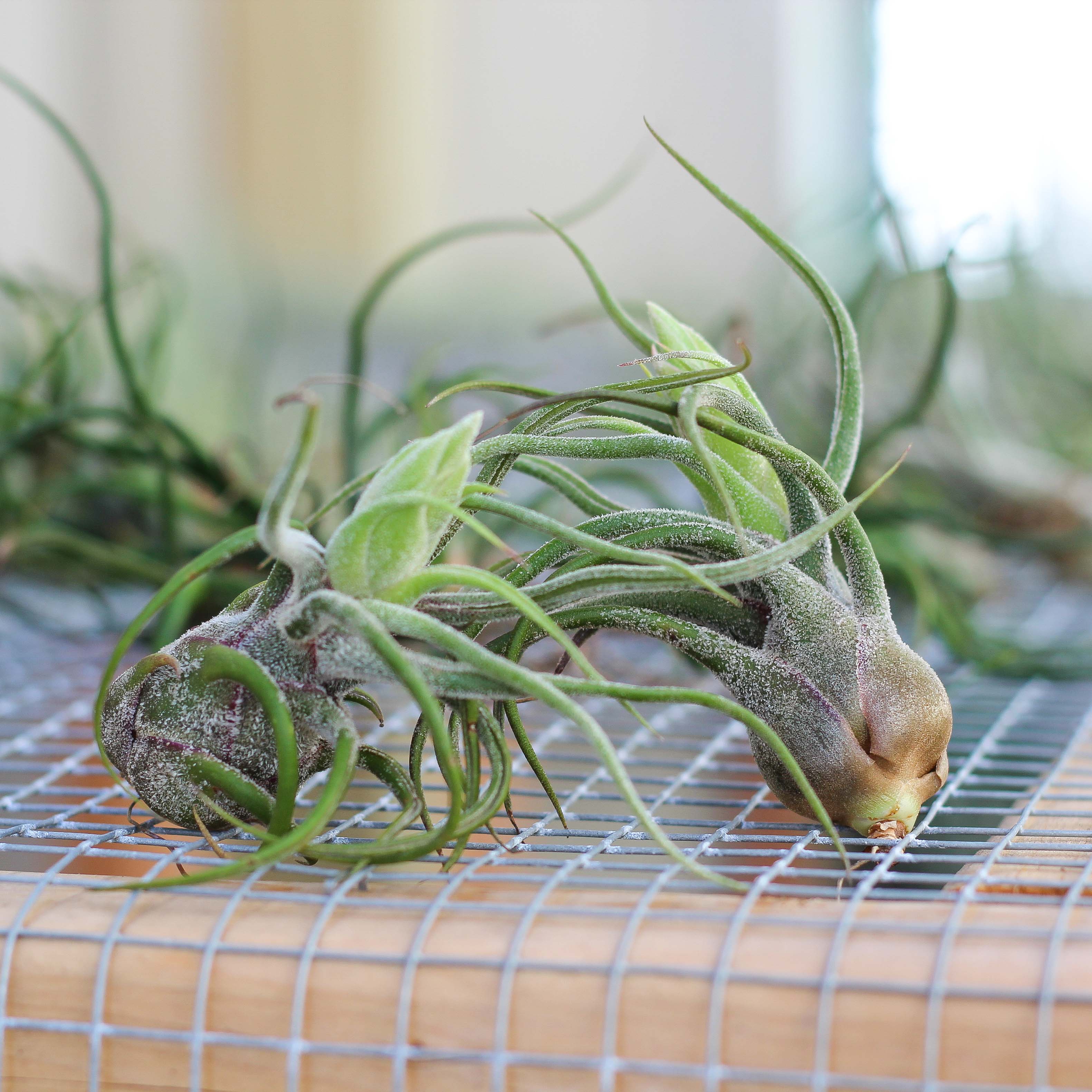 Wholesale: Tillandsia Pruinosa Air Plants - Image 5