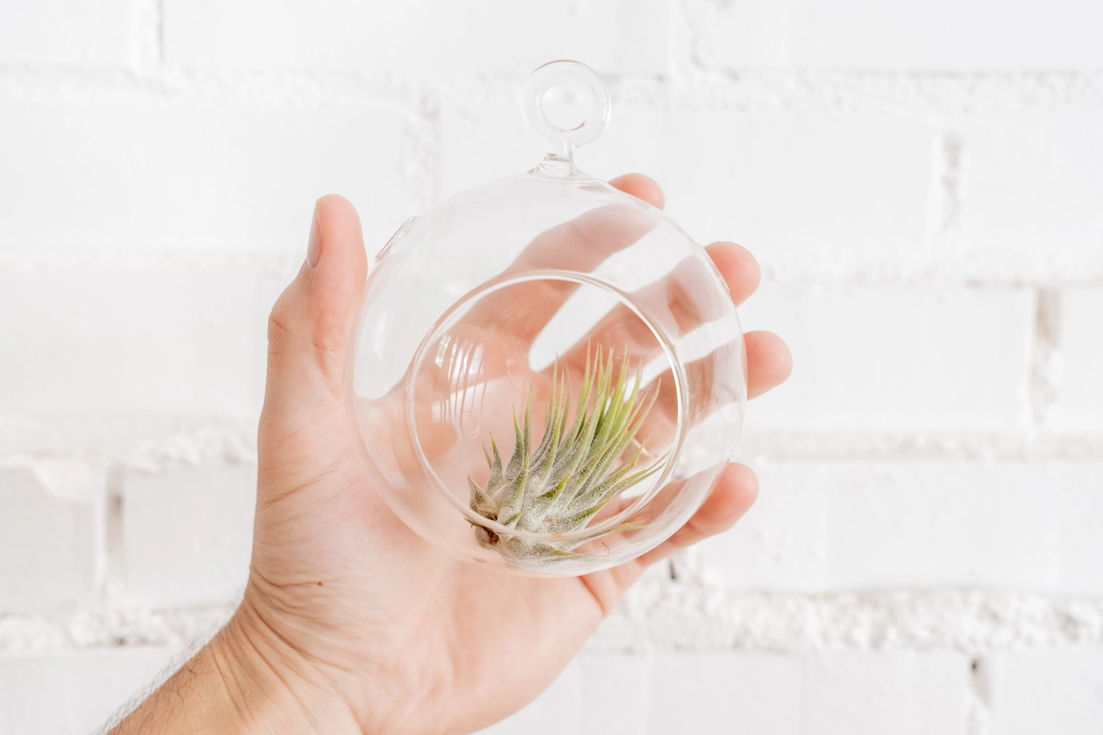 Wholesale by the Case: Round Bottom Glass Terrariums | Minimum order 48 - Image 2