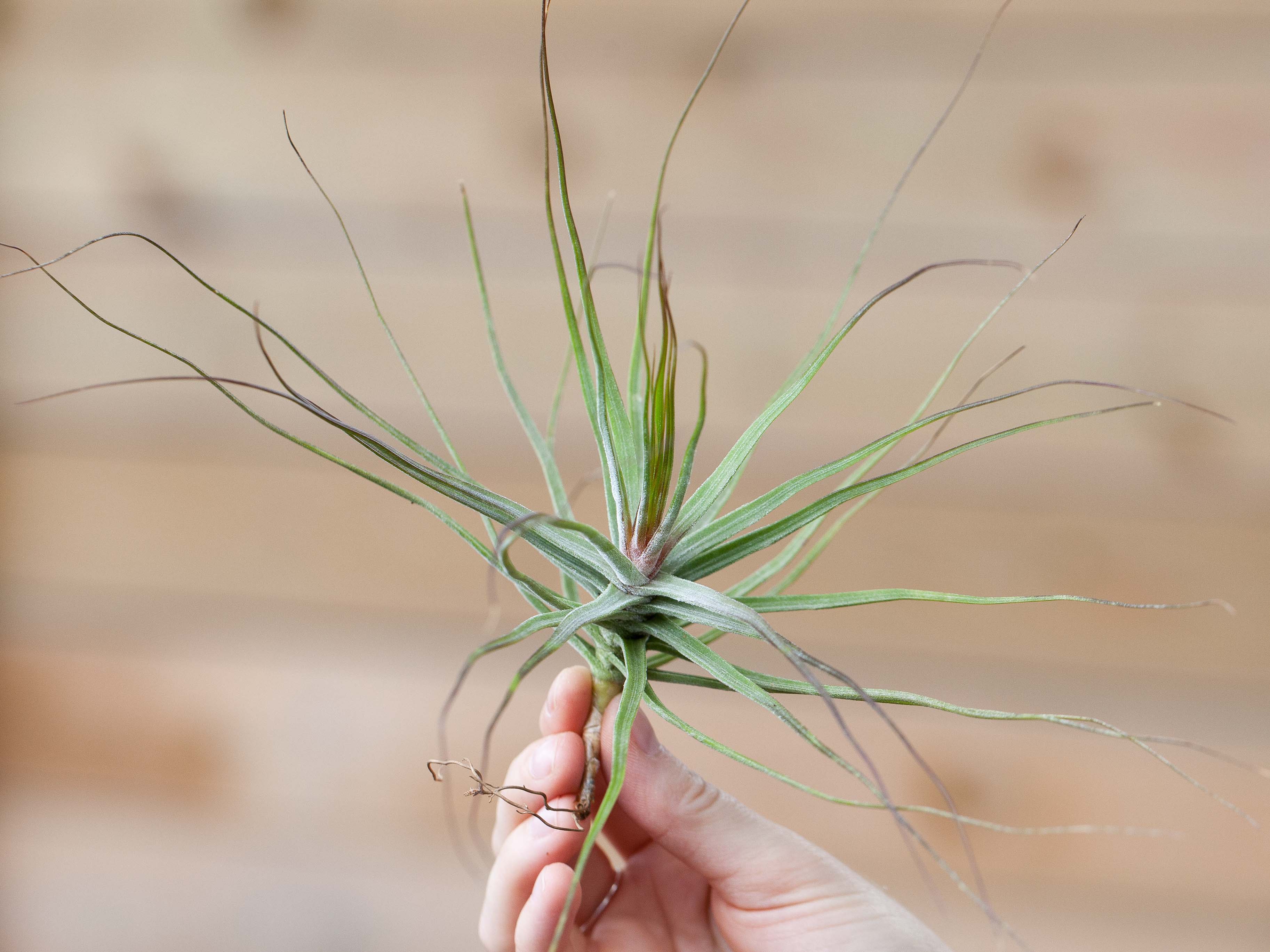 Wholesale: Tillandsia Schiedeana Air Plants