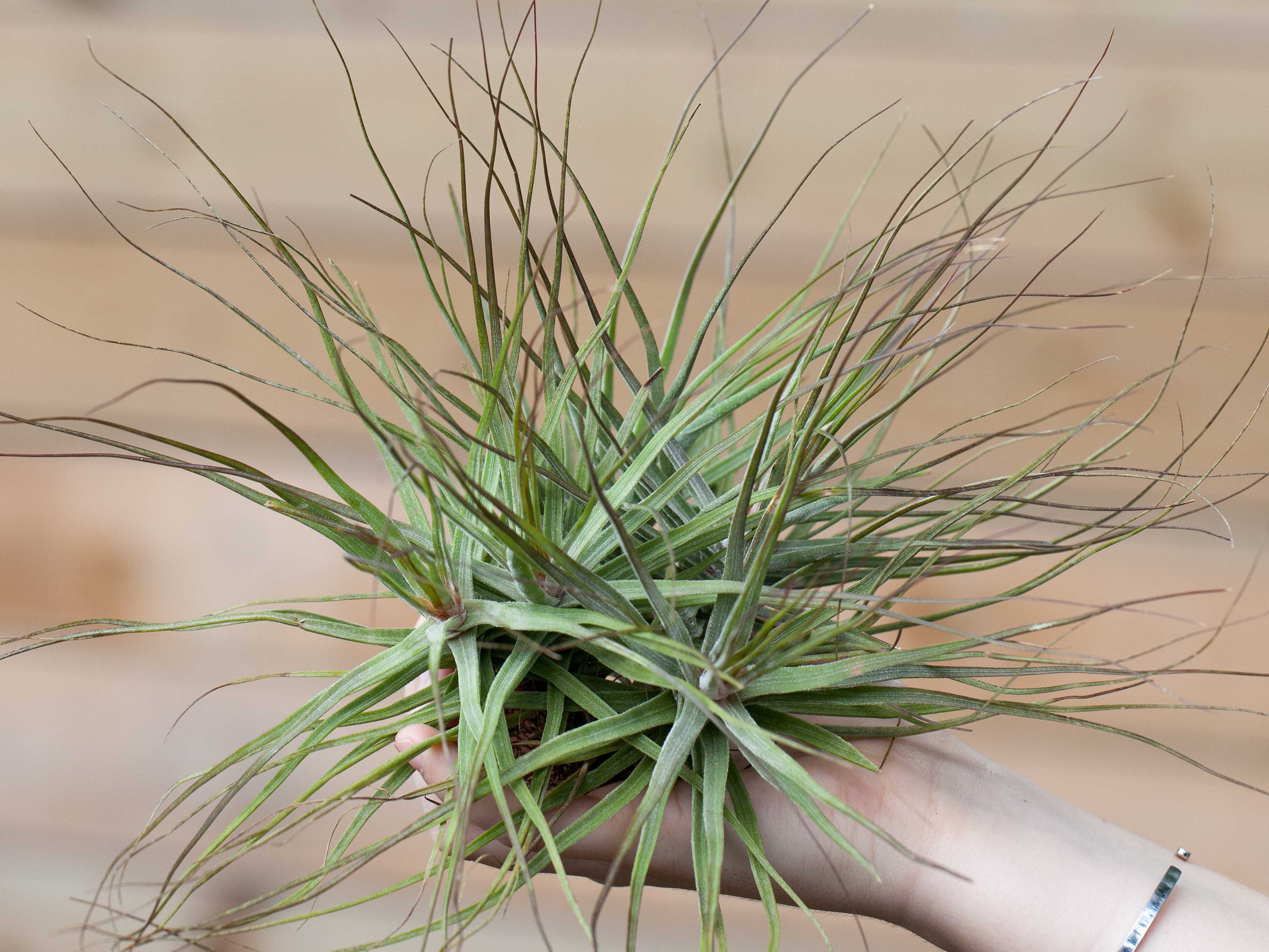 Wholesale: Tillandsia Schiedeana Air Plants - Image 2