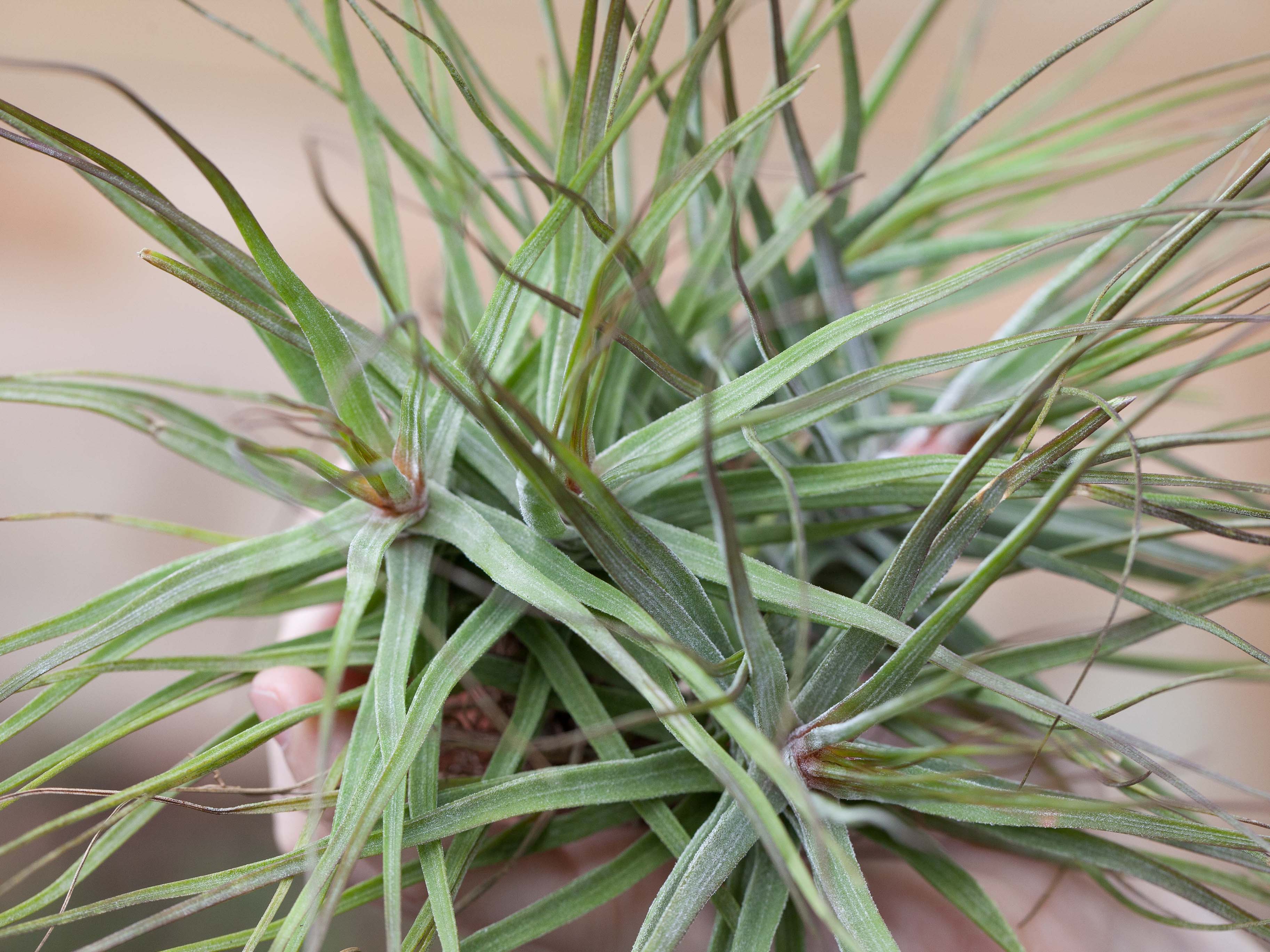 Wholesale: Tillandsia Schiedeana Air Plants - Image 3