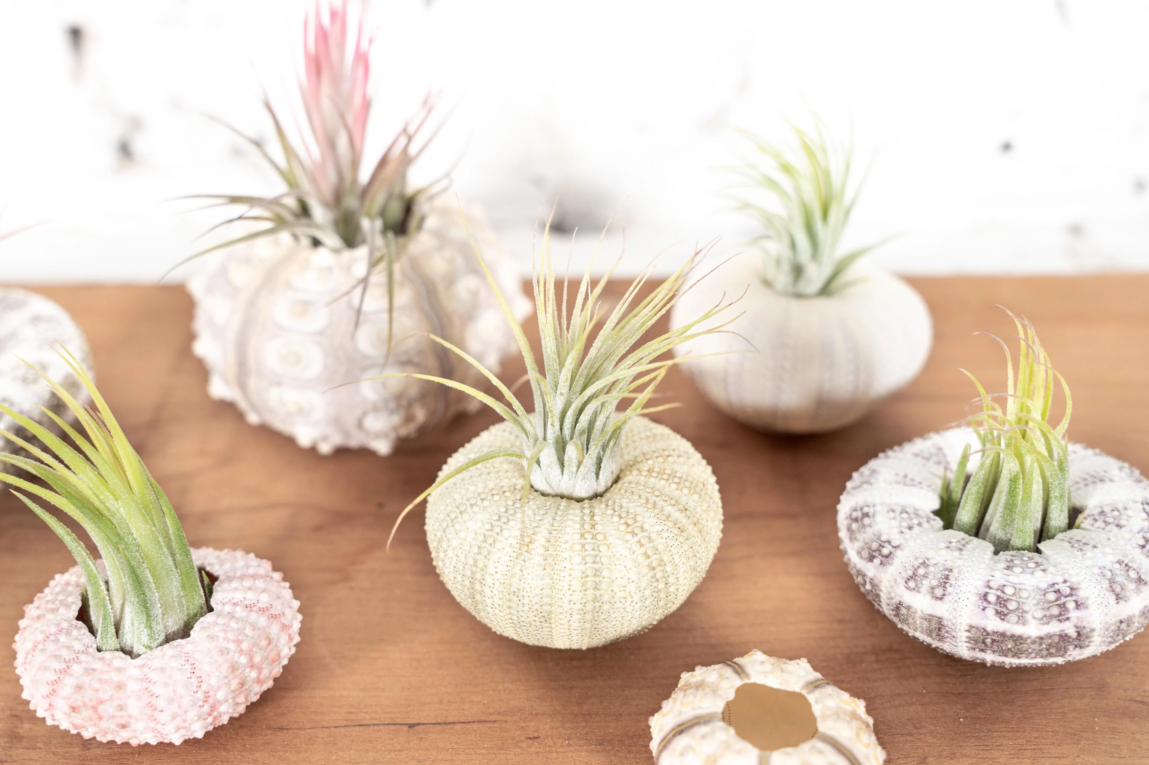 Wholesale: Sea Urchin Variety Kit with Tillandsia Air Plant - Image 2