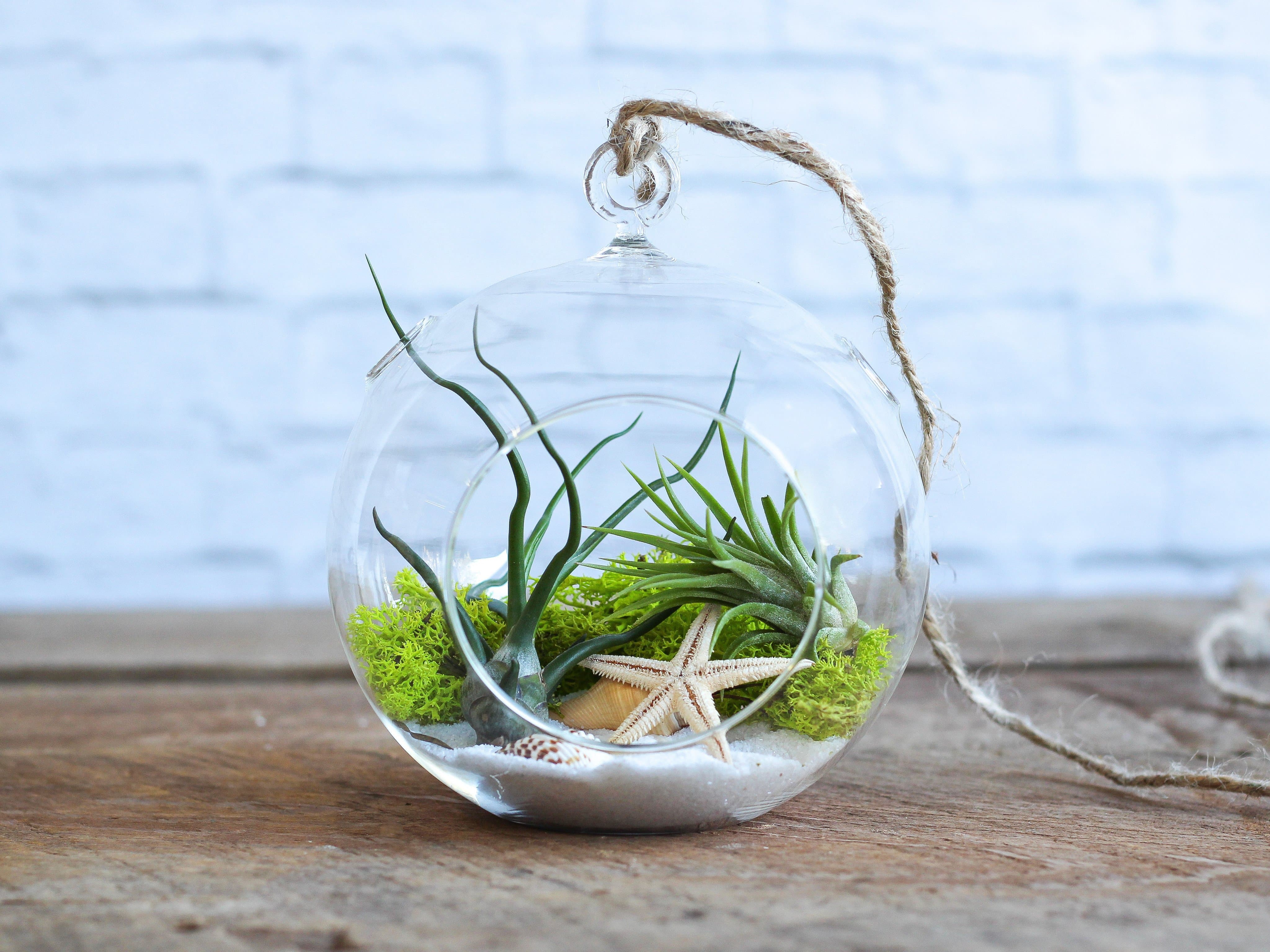 Wholesale: Seascape Terrarium with Tillandsia Bulbosa and Ionantha Air Plants