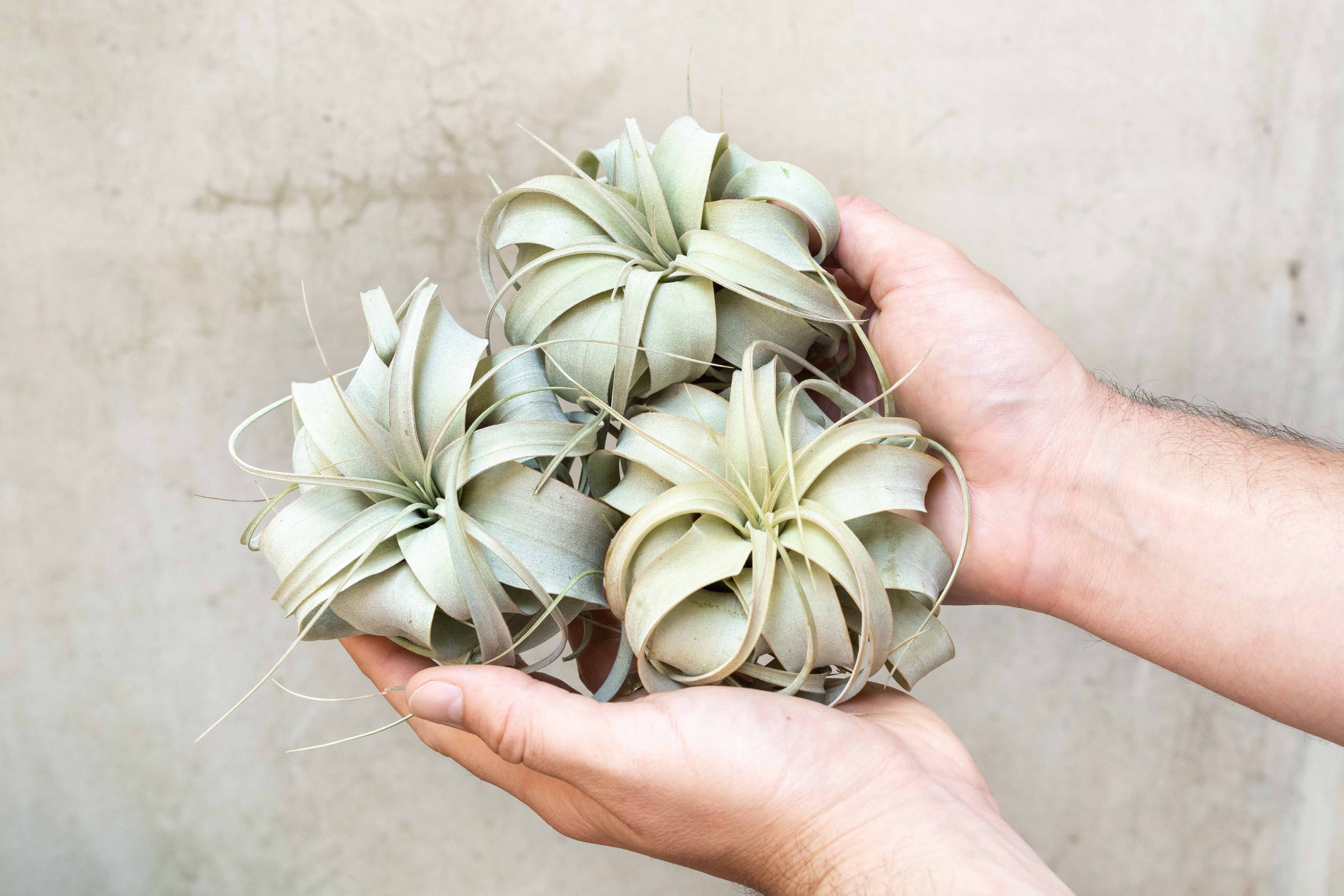 Wholesale: Tillandsia Xerographica Seedling Air Plant | 2-3 Inch Plants