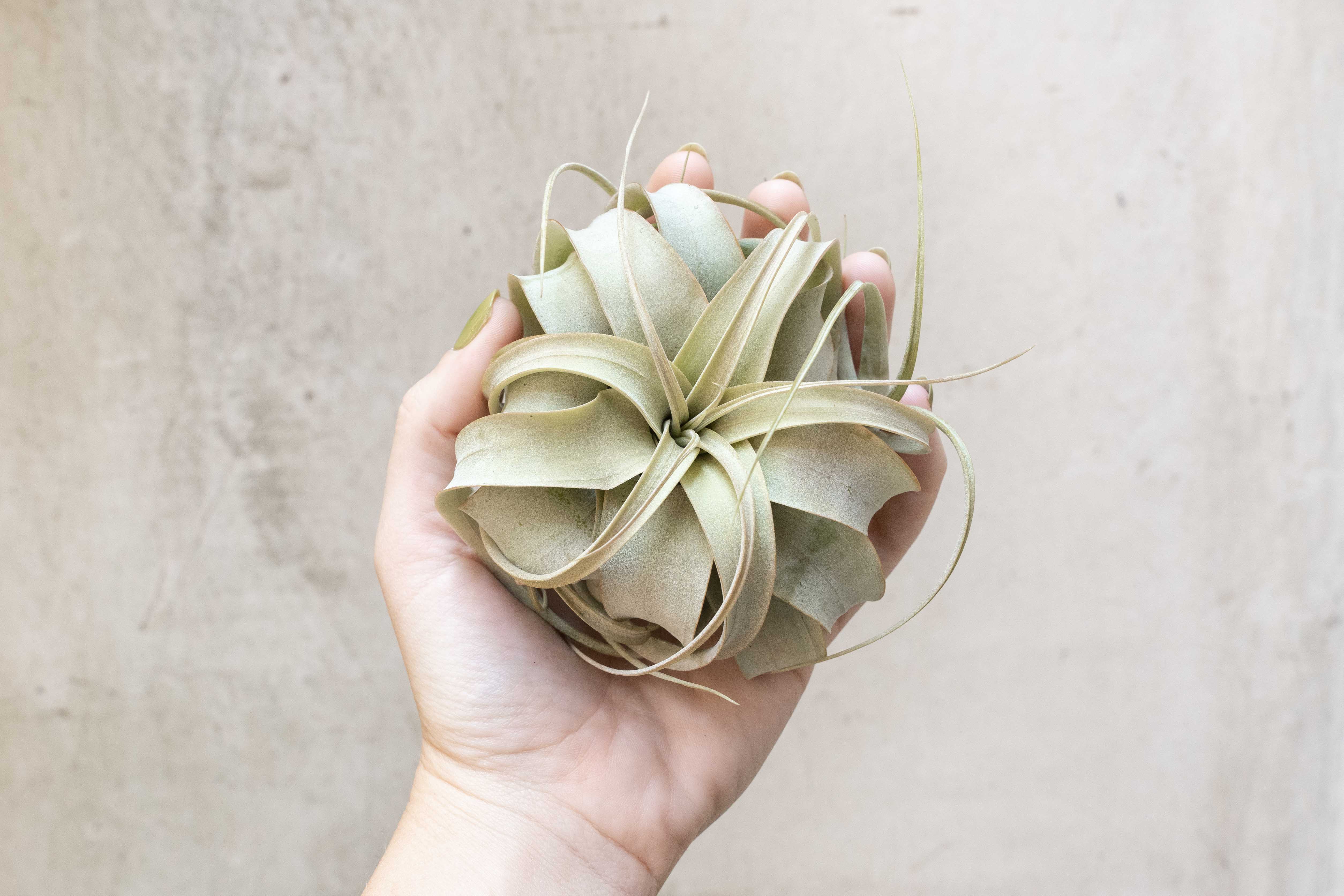 Wholesale: Tillandsia Xerographica Seedling Air Plant | 2-3 Inch Plants - Image 2