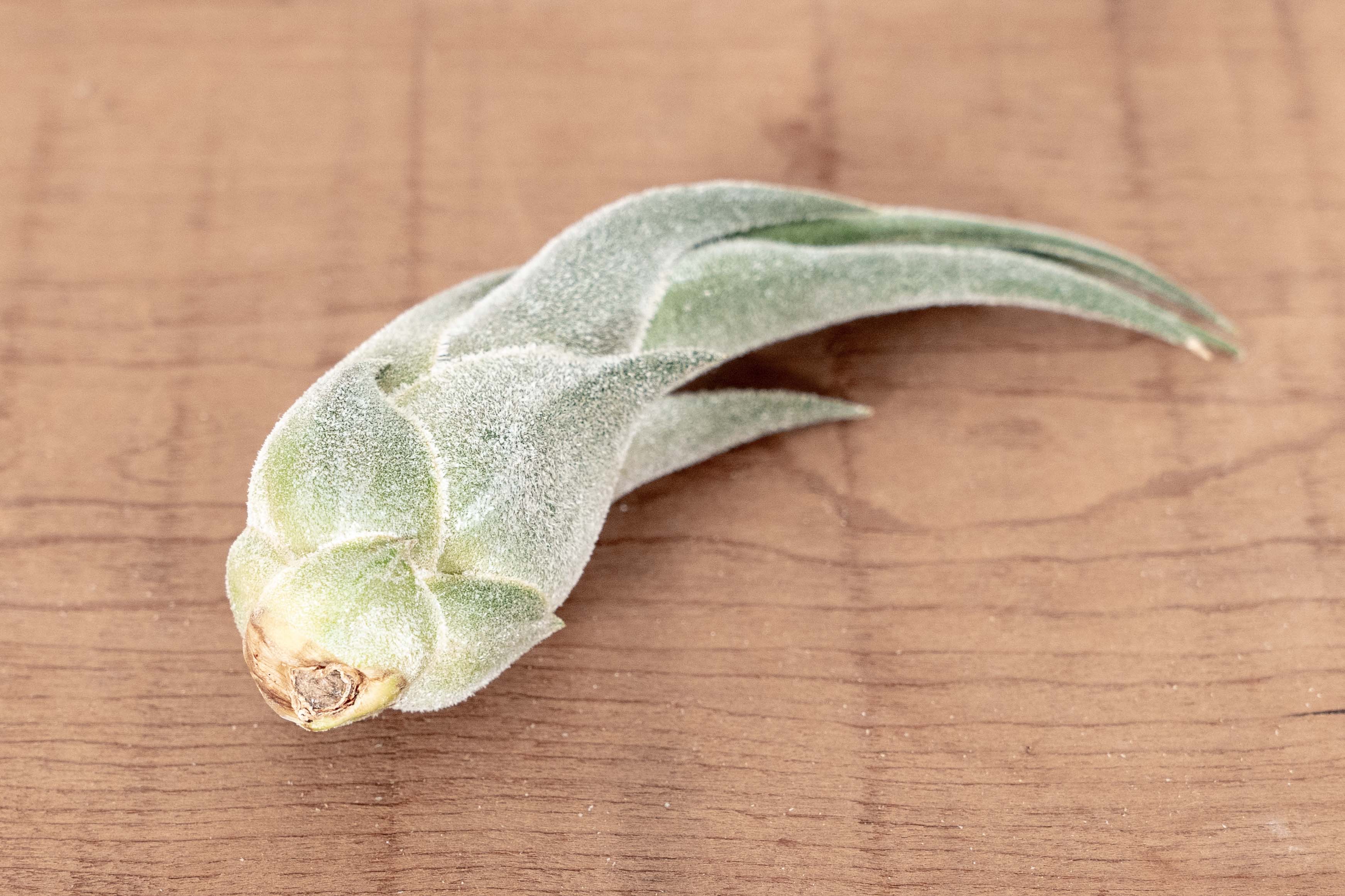 Wholesale: Tillandsia Seleriana Air Plants