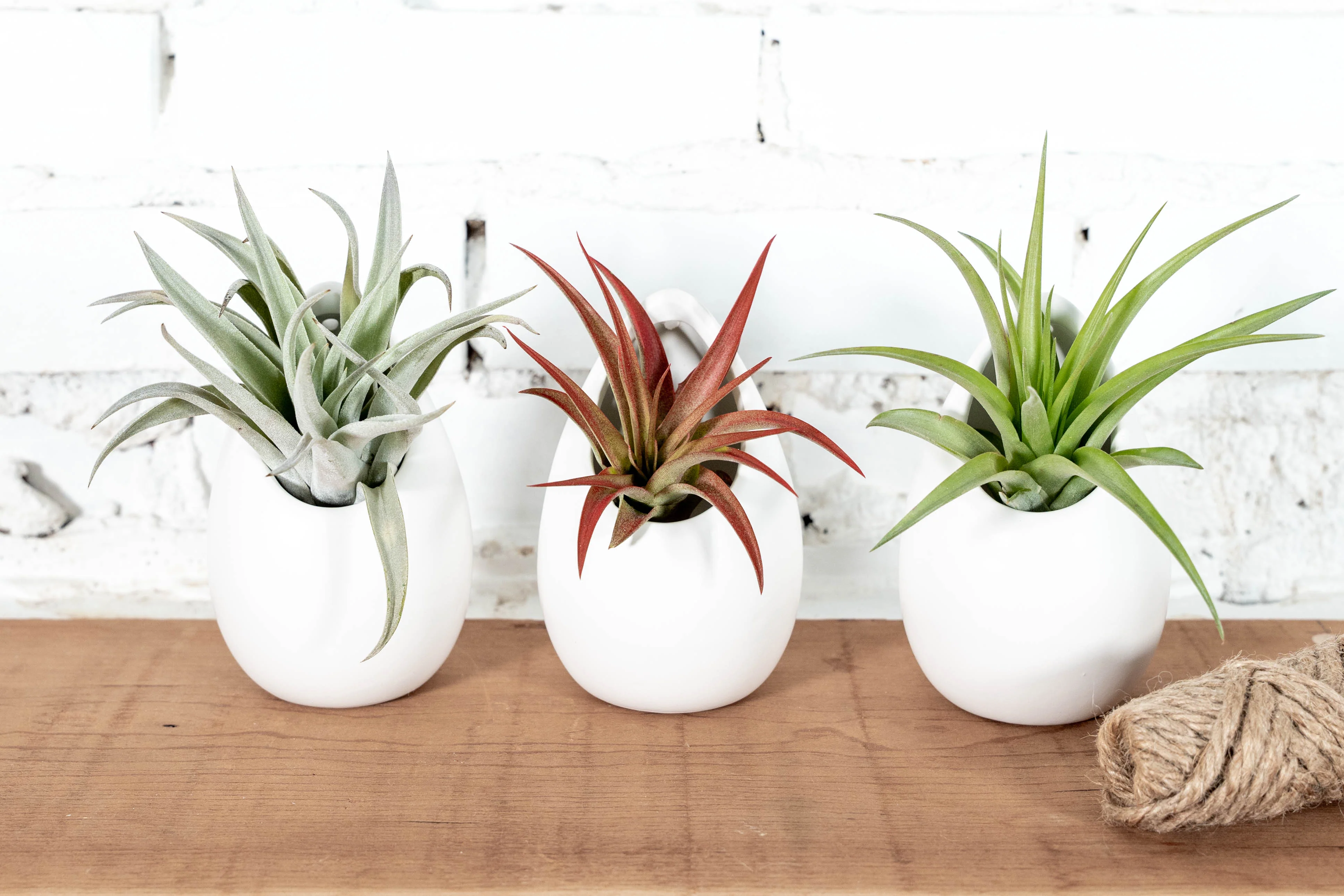 Wholesale: Small Ivory Ceramic Hanging Planter - Image 2