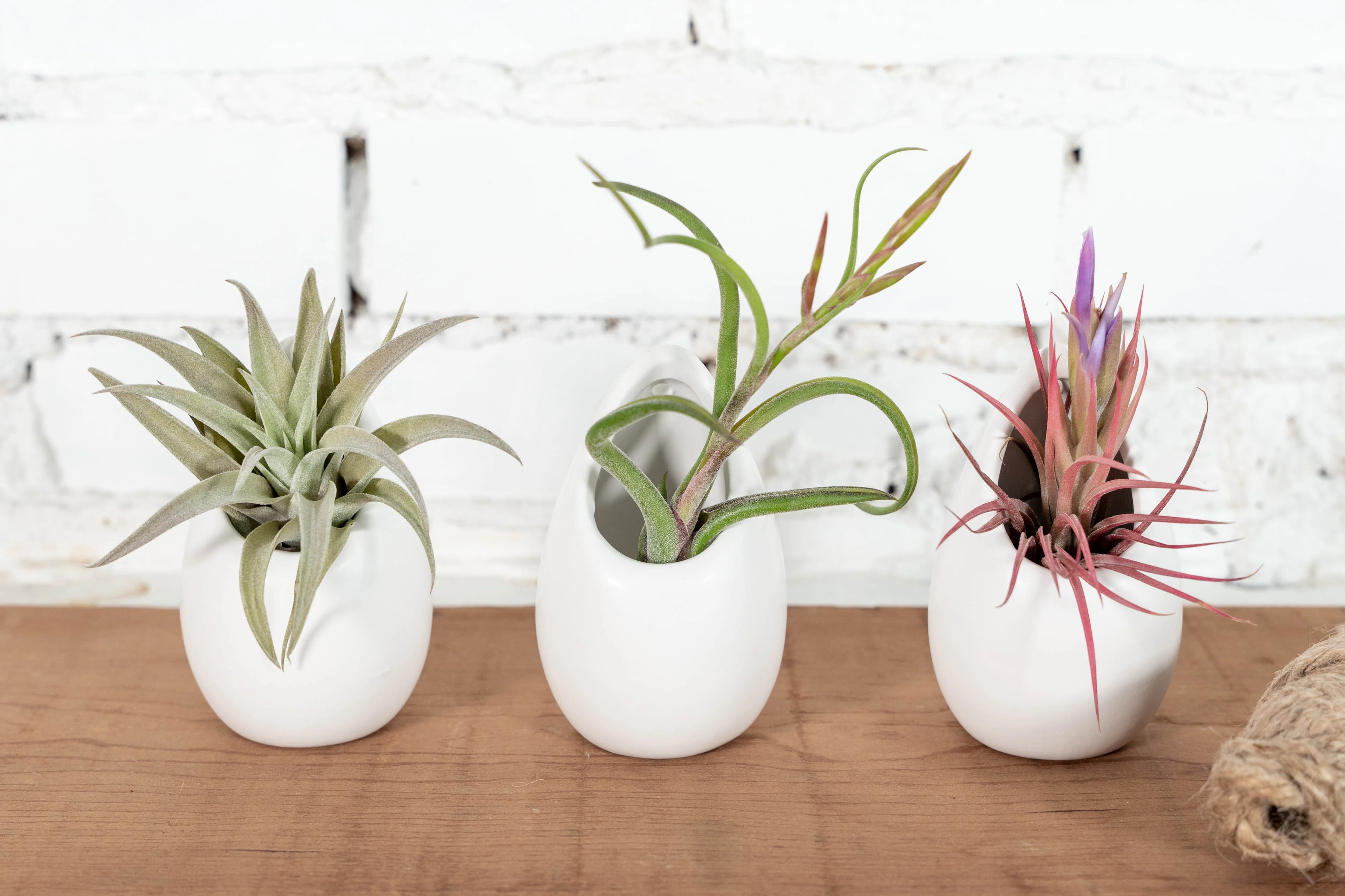 Wholesale: Small Ivory Ceramic Hanging Planter with Assorted Tillandsia Air Plant