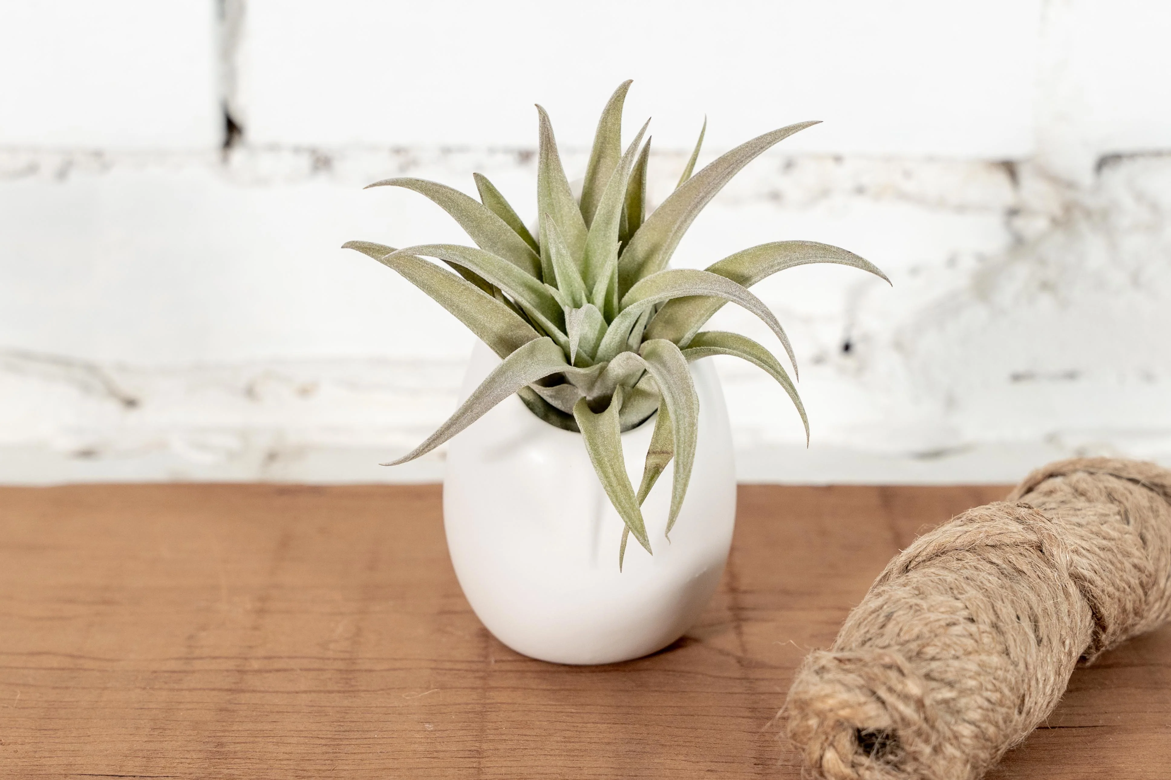 Wholesale: Small Ivory Ceramic Hanging Planter with Assorted Tillandsia Air Plant - Image 2