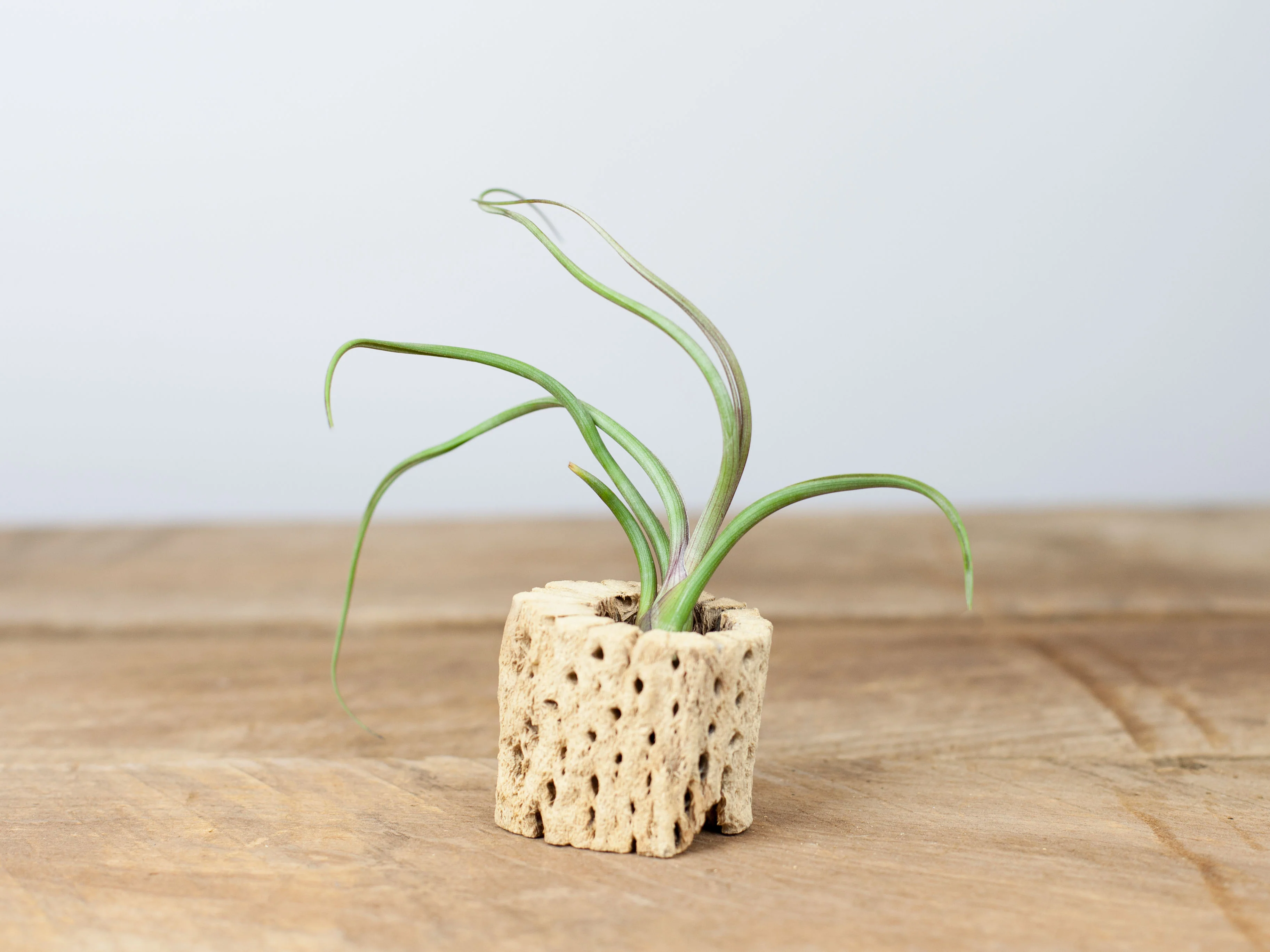 Wholesale Nursery Special: Tillandsia Baileyi Air Plants - Image 4