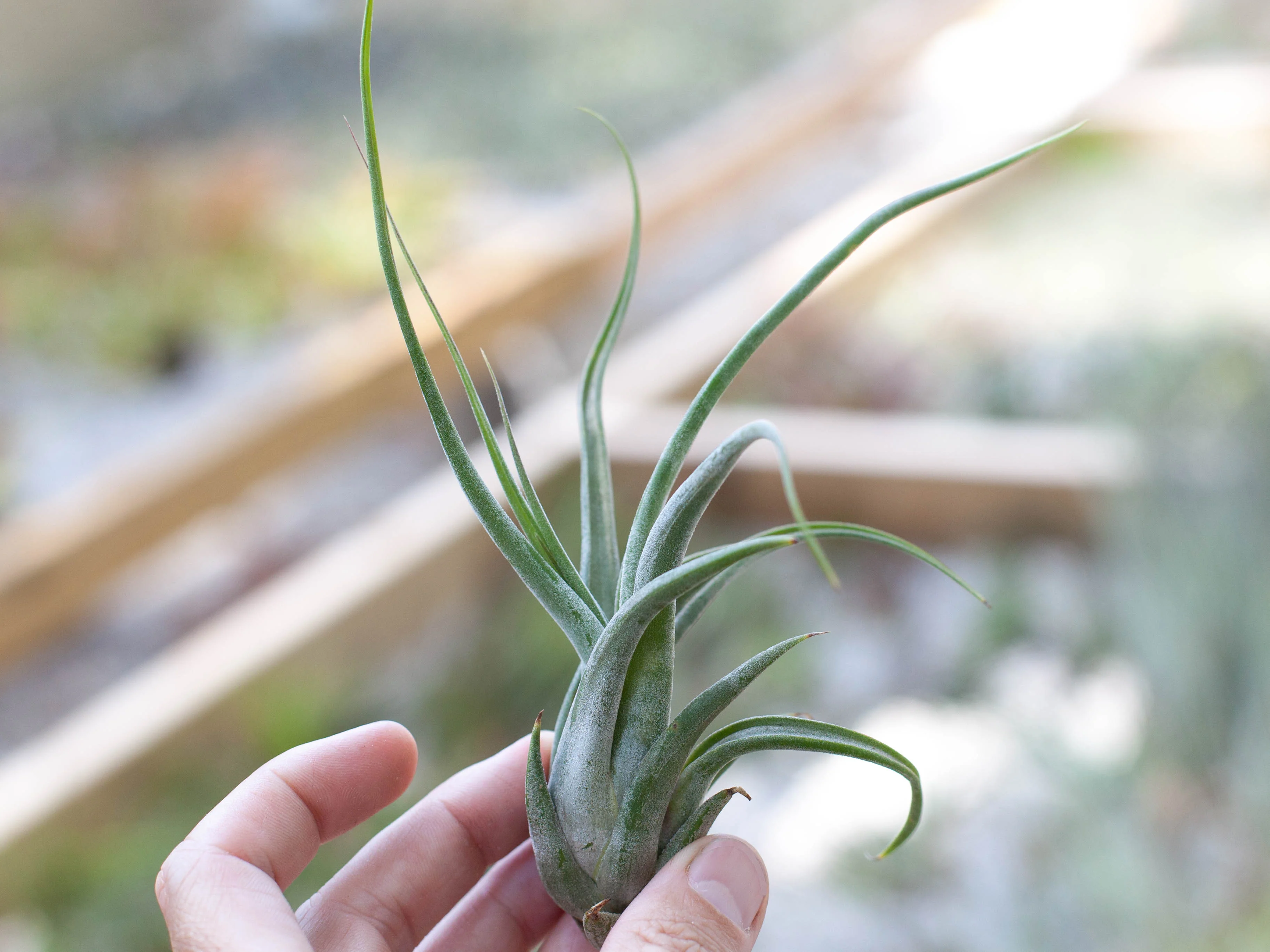 Wholesale Nursery Special: Tillandsia Circinata 'Paucifolia' Air Plants