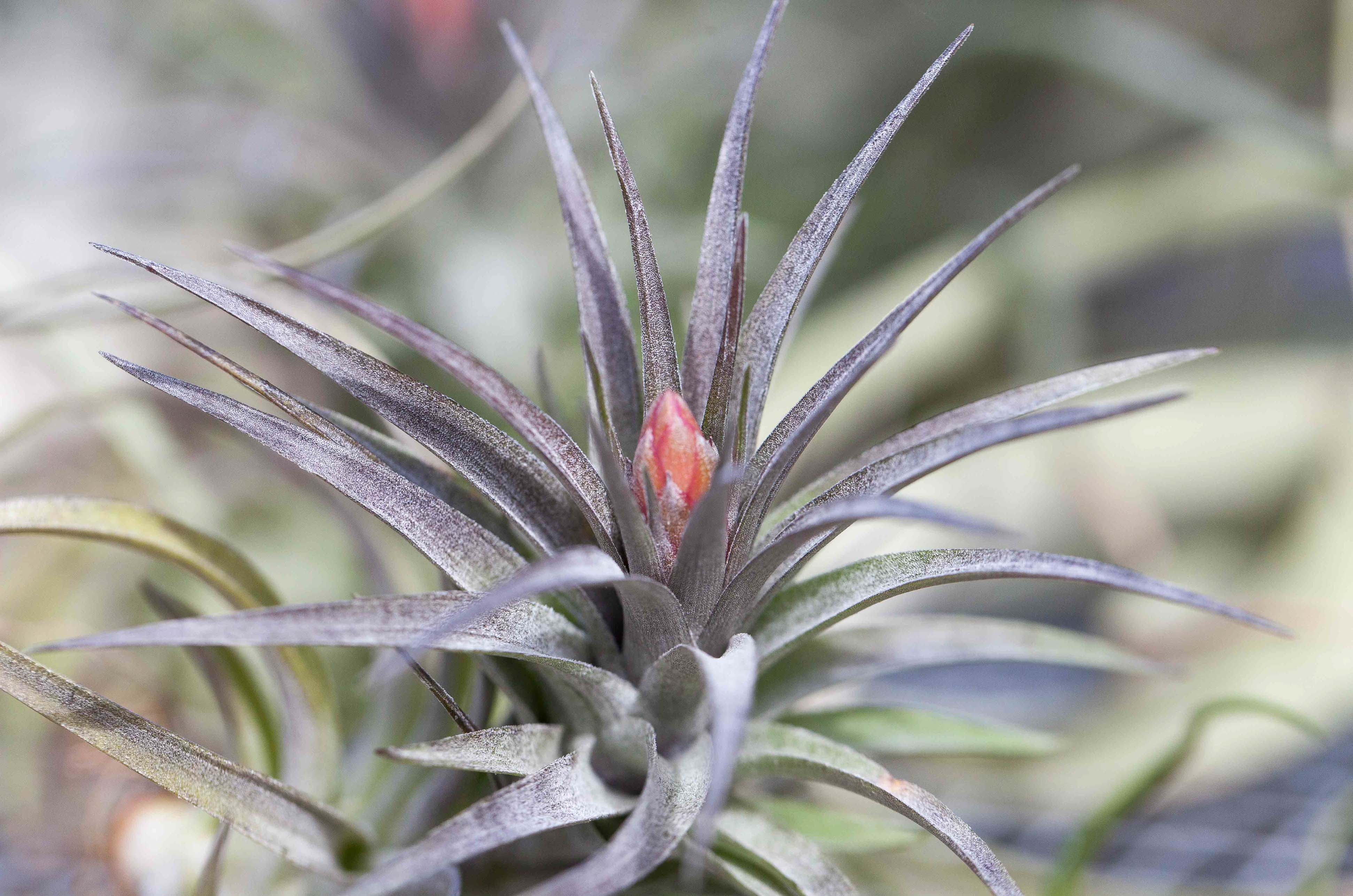 Wholesale Nursery Special: The Classic Collection Air Plants - Image 2