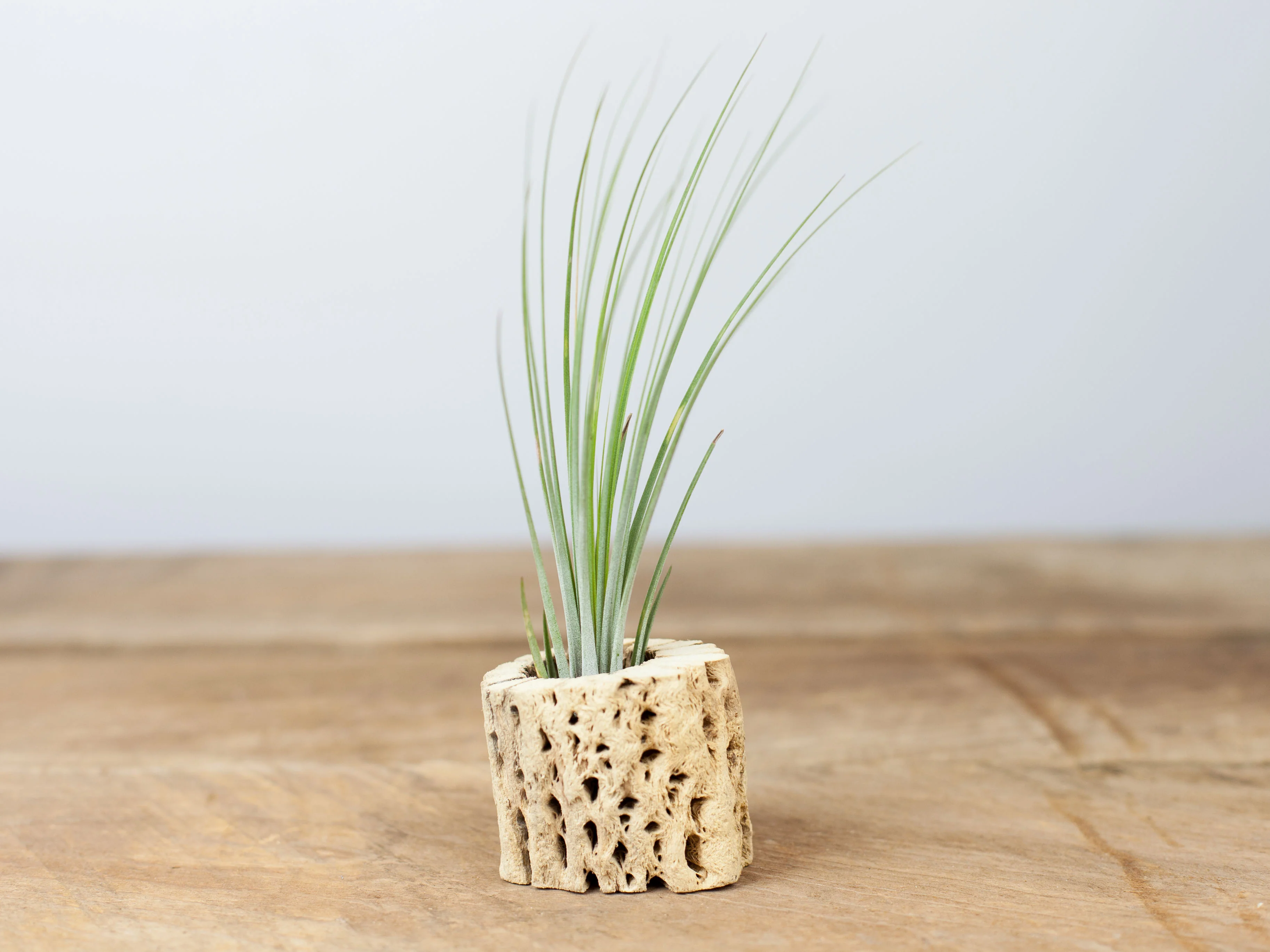 Wholesale Nursery Special: The Classic Collection Air Plants - Image 3