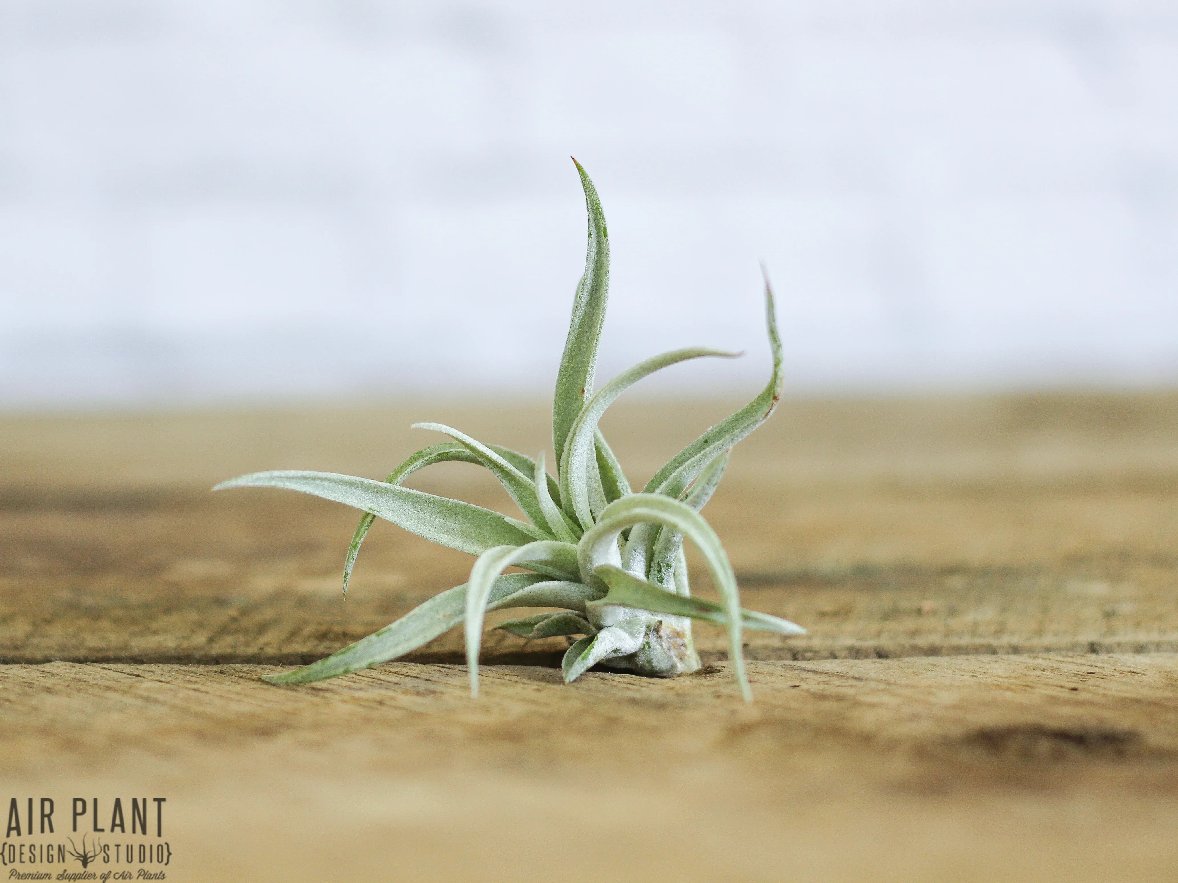 Wholesale Nursery Special: The Classic Collection Air Plants - Image 4