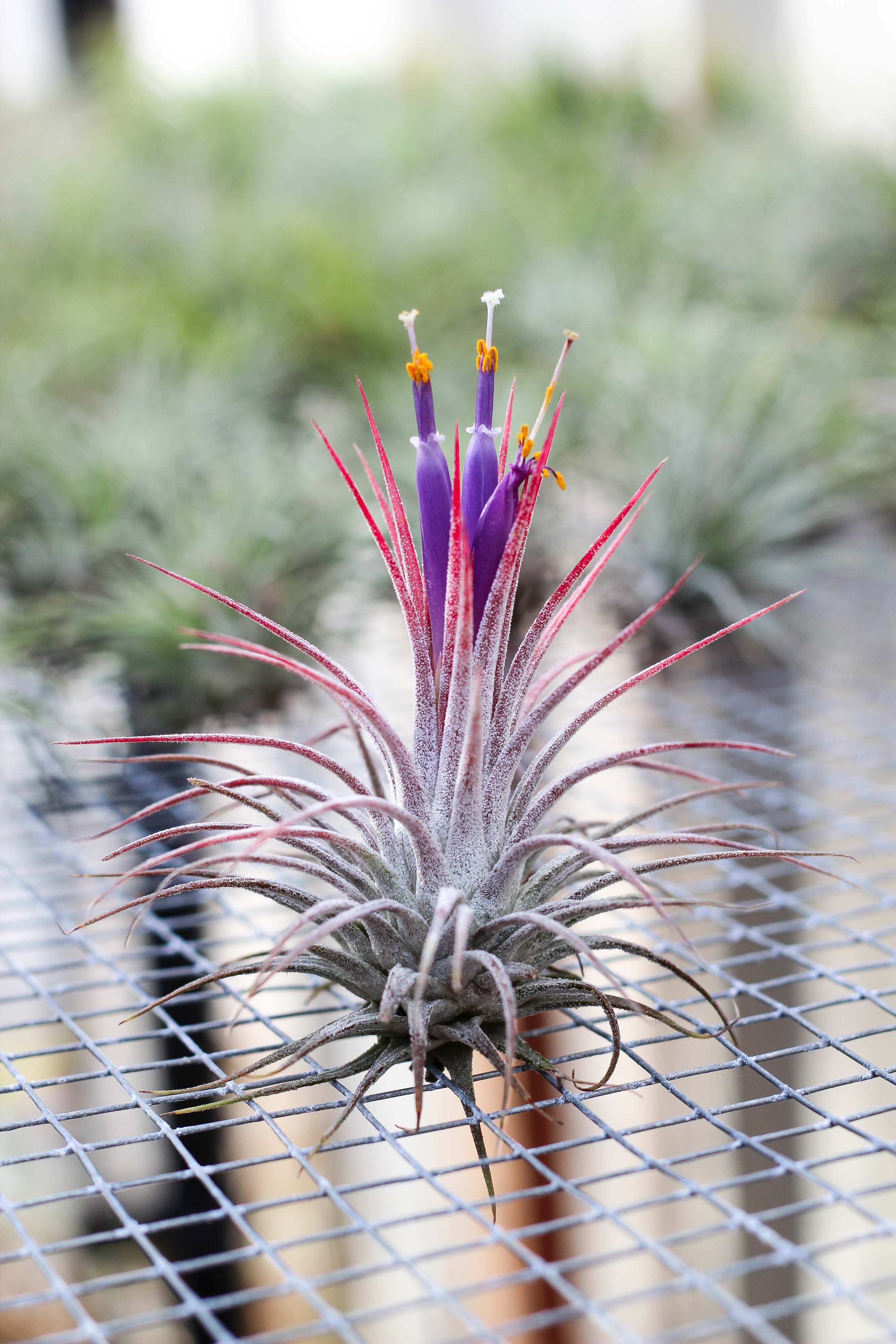Wholesale Nursery Special: Large Tillandsia Ionantha Guatemala Air Plants - Image 3