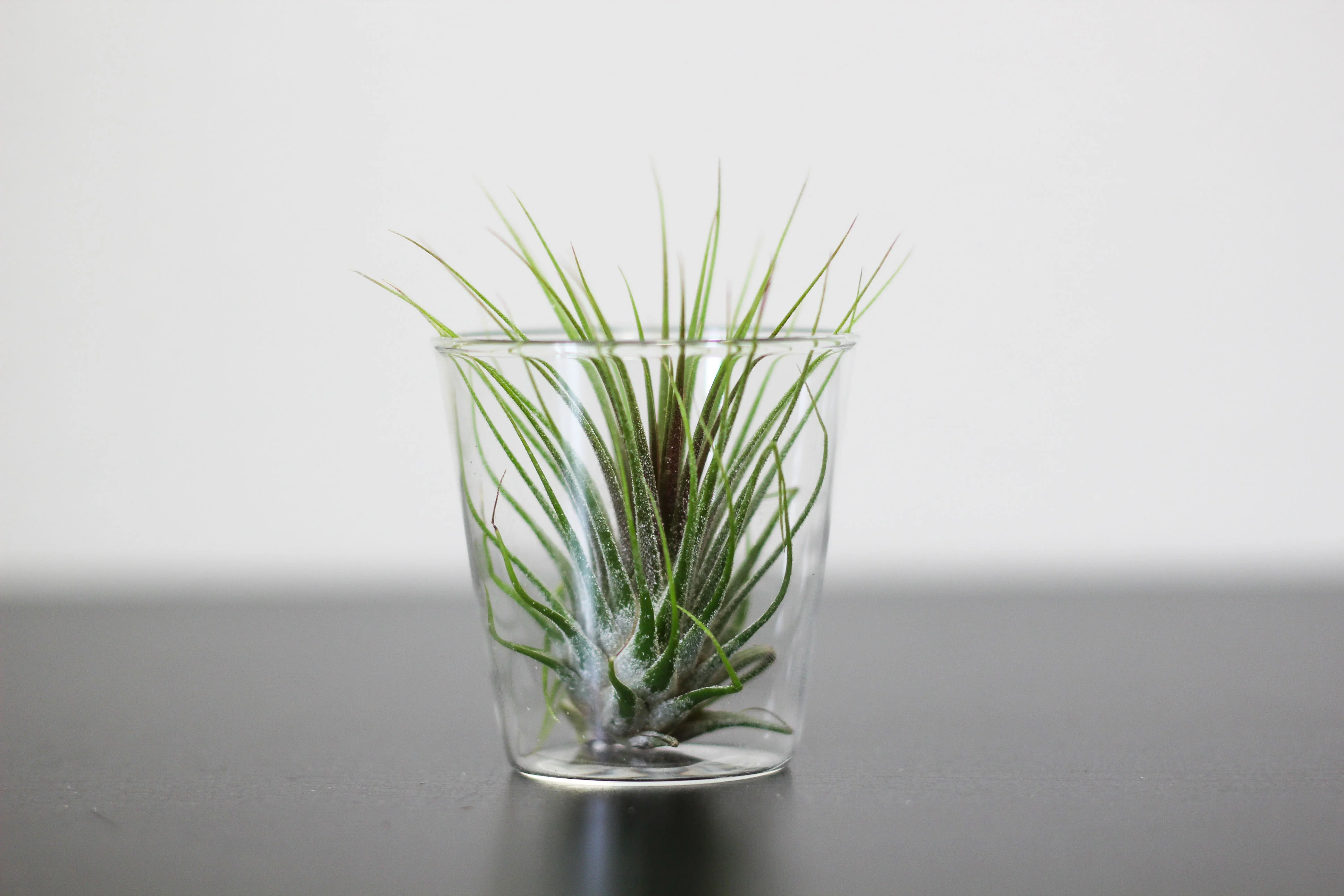 Wholesale Nursery Special: Large Tillandsia Ionantha Guatemala Air Plants - Image 5