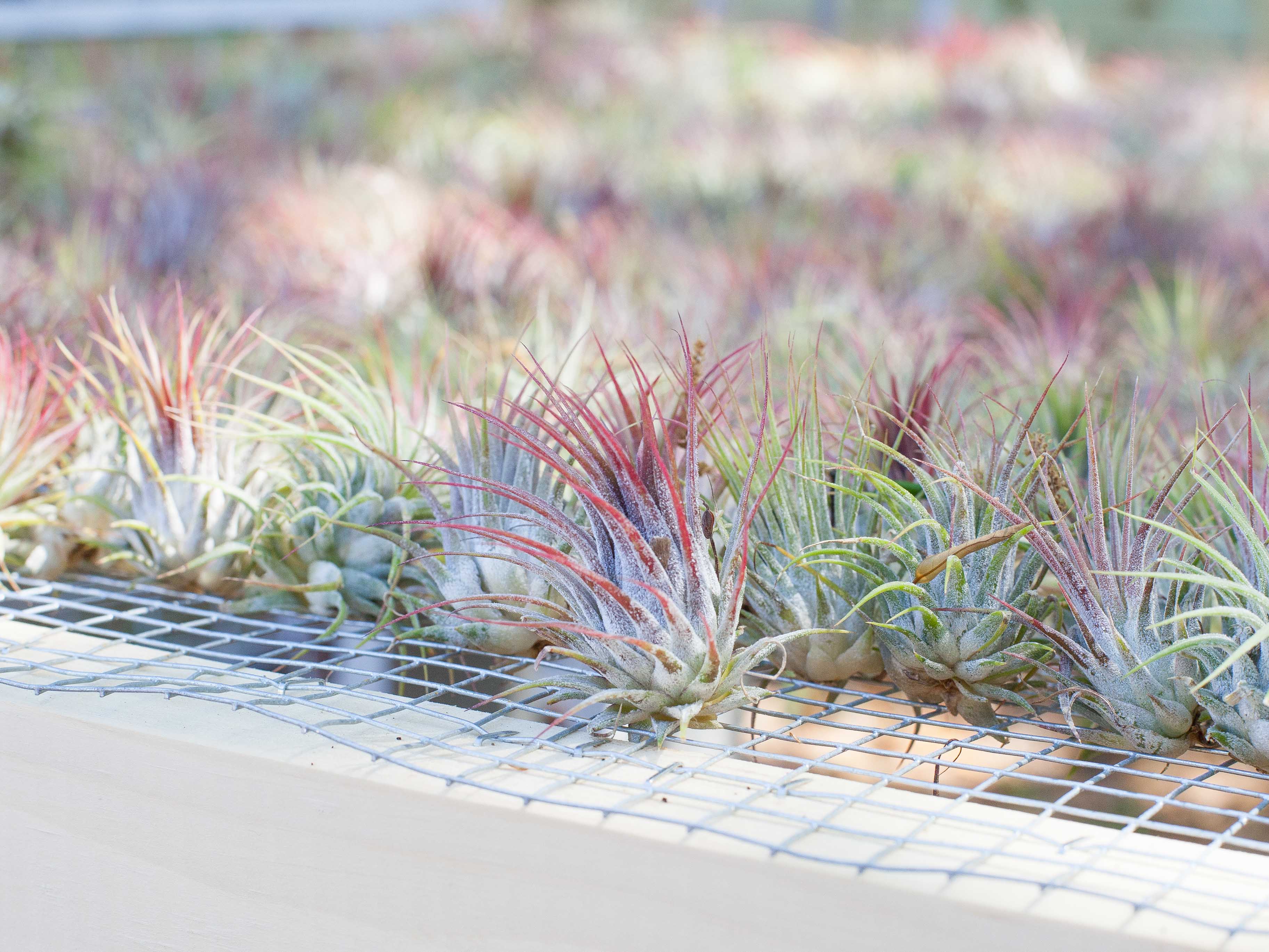Wholesale Nursery Special: Tillandsia Ionantha Mixture - Image 3