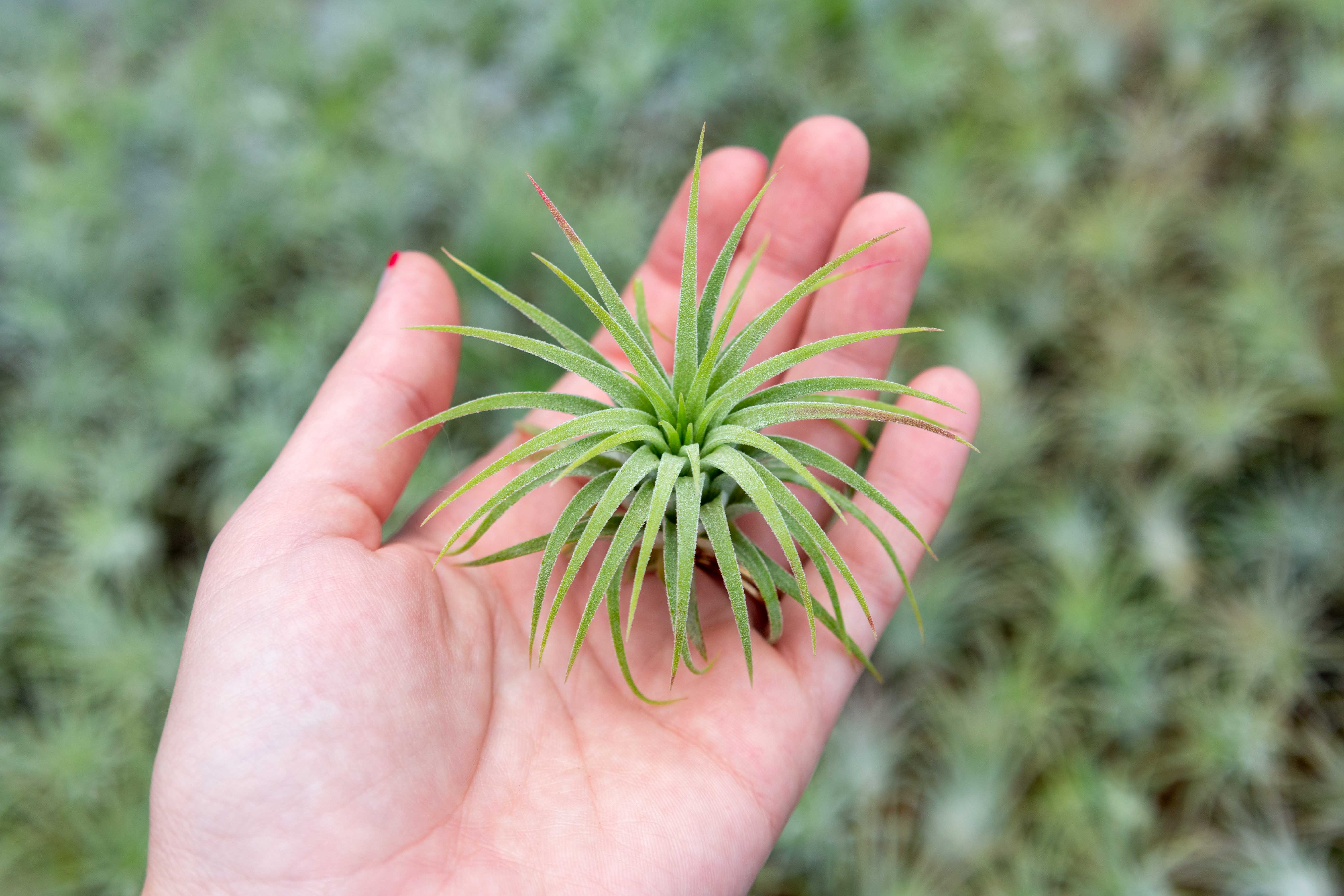 Wholesale Nursery Special: Tillandsia Ionantha Mixture - Image 4