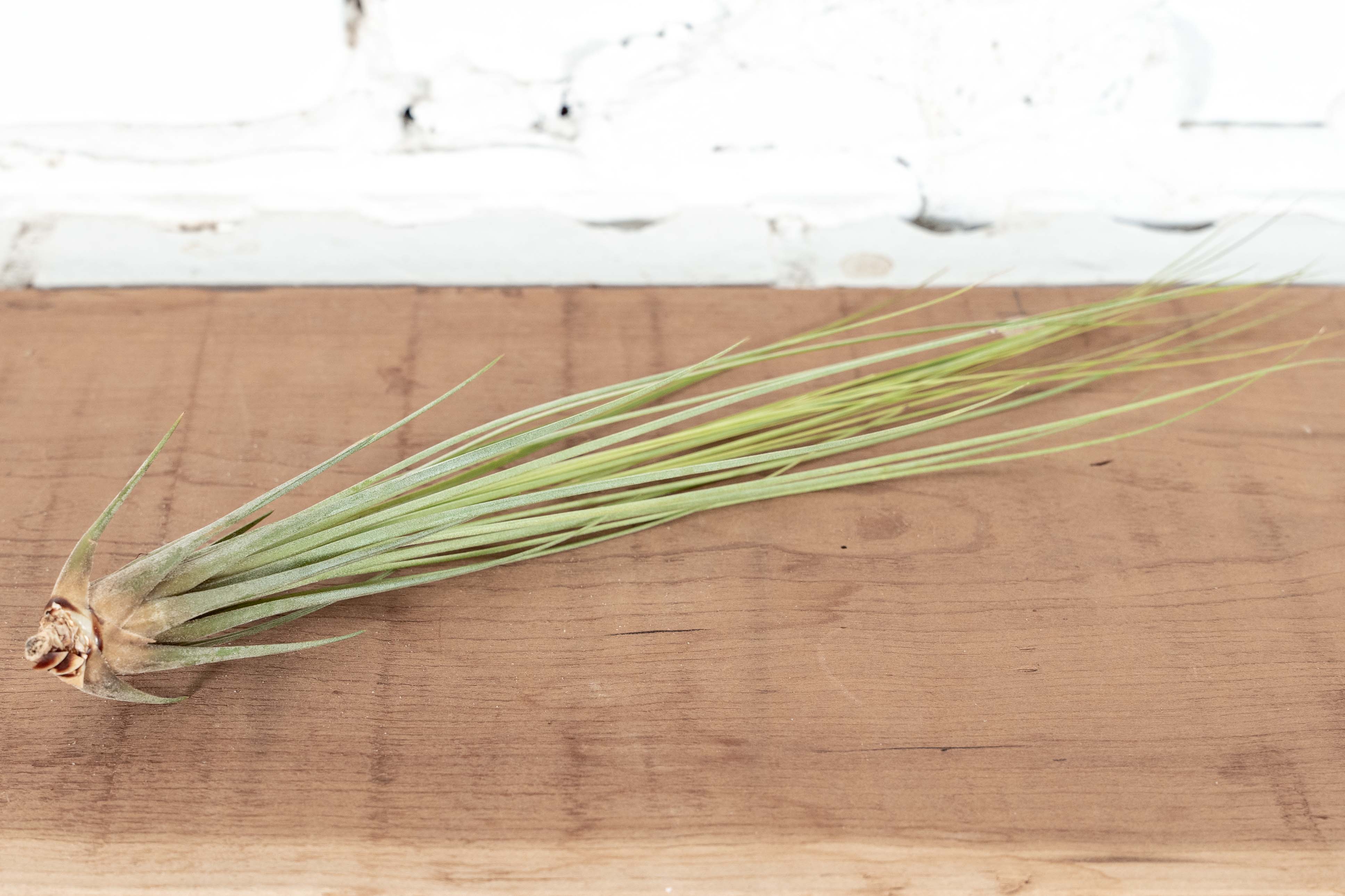Wholesale Nursery Special: Large Tillandsia Juncea Air Plants / 8-12 Inch Plants - Image 2