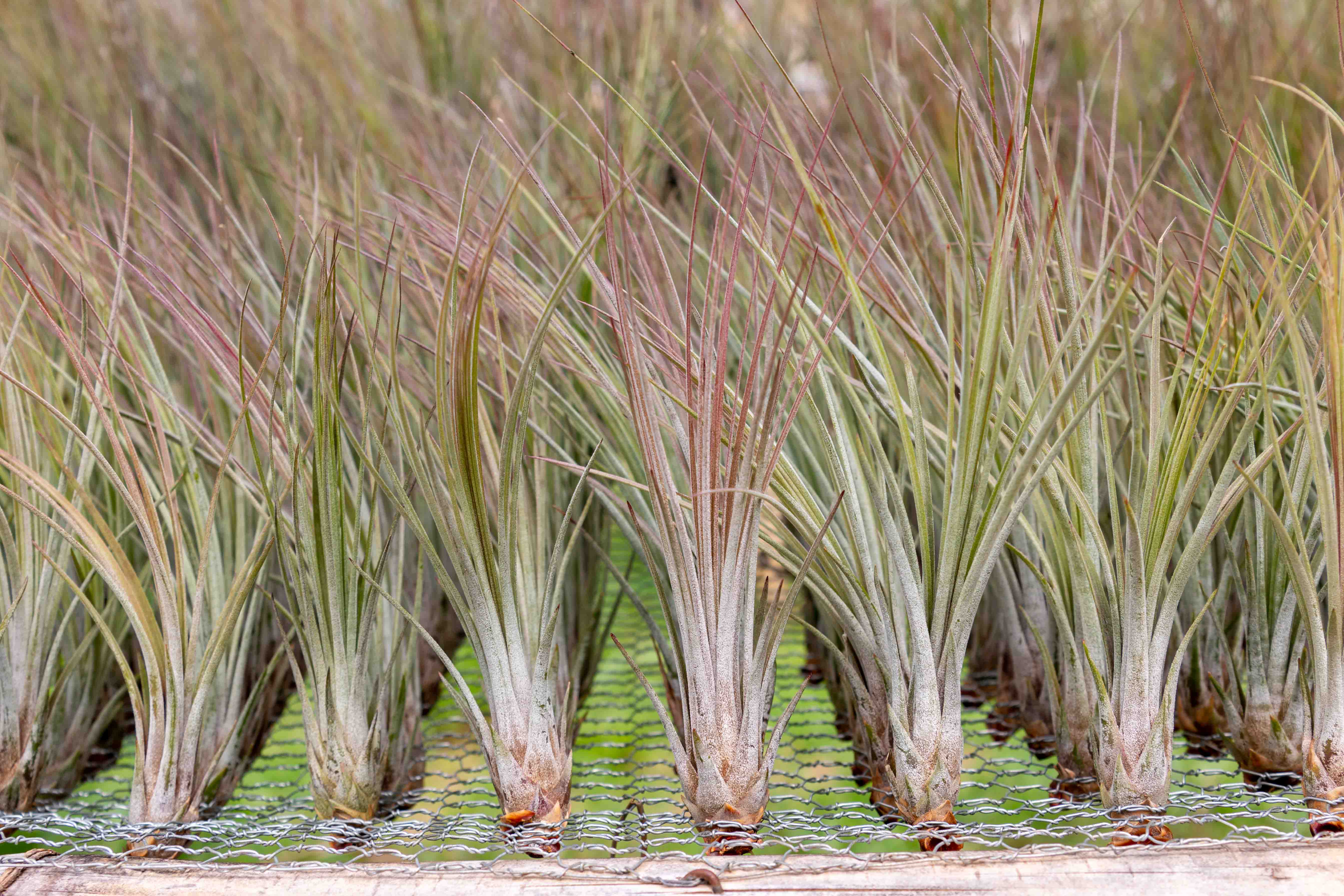 Wholesale Nursery Special: Large Tillandsia Juncea Air Plants / 8-12 Inch Plants - Image 4