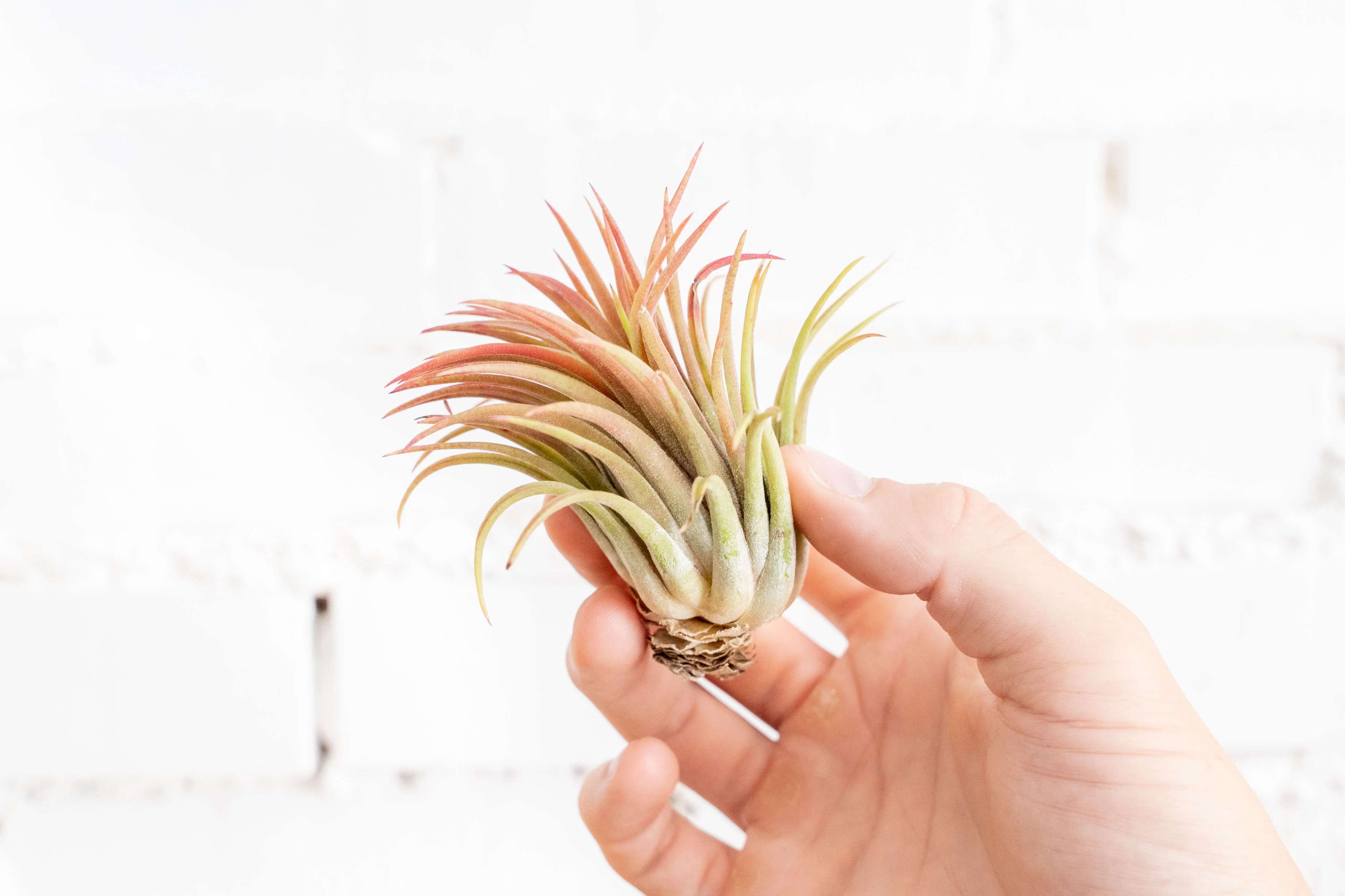 Wholesale Nursery Special: Large Tillandsia Ionantha Rubra Air Plants