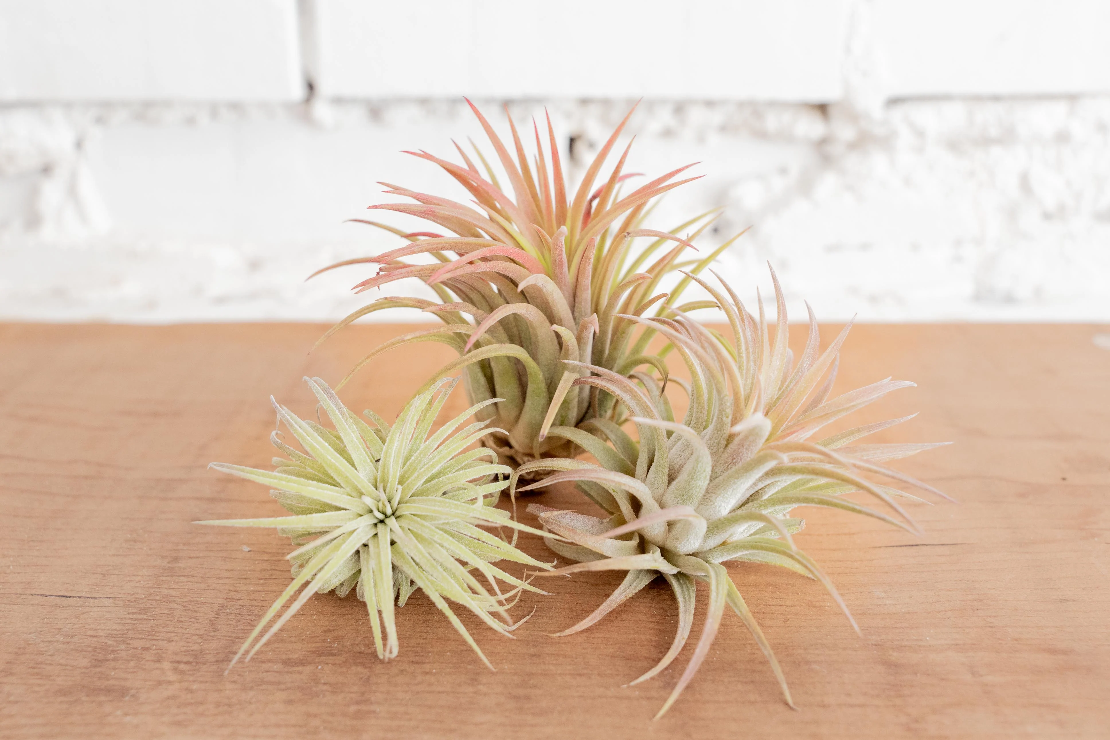 Wholesale Nursery Special: Large Tillandsia Ionantha Rubra Air Plants - Image 2