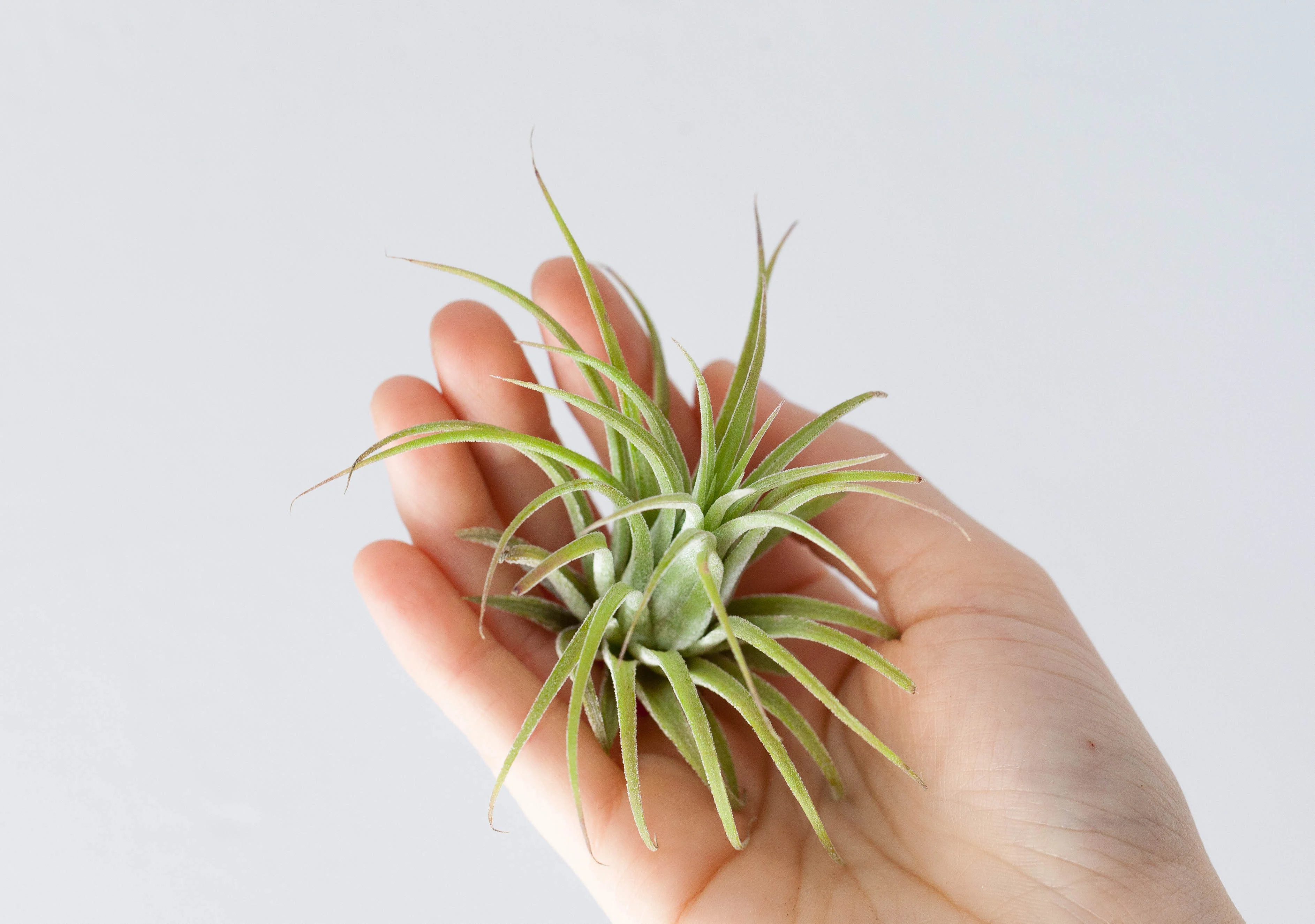 Wholesale Nursery Special: Large Tillandsia Ionantha Rubra Air Plants - Image 3