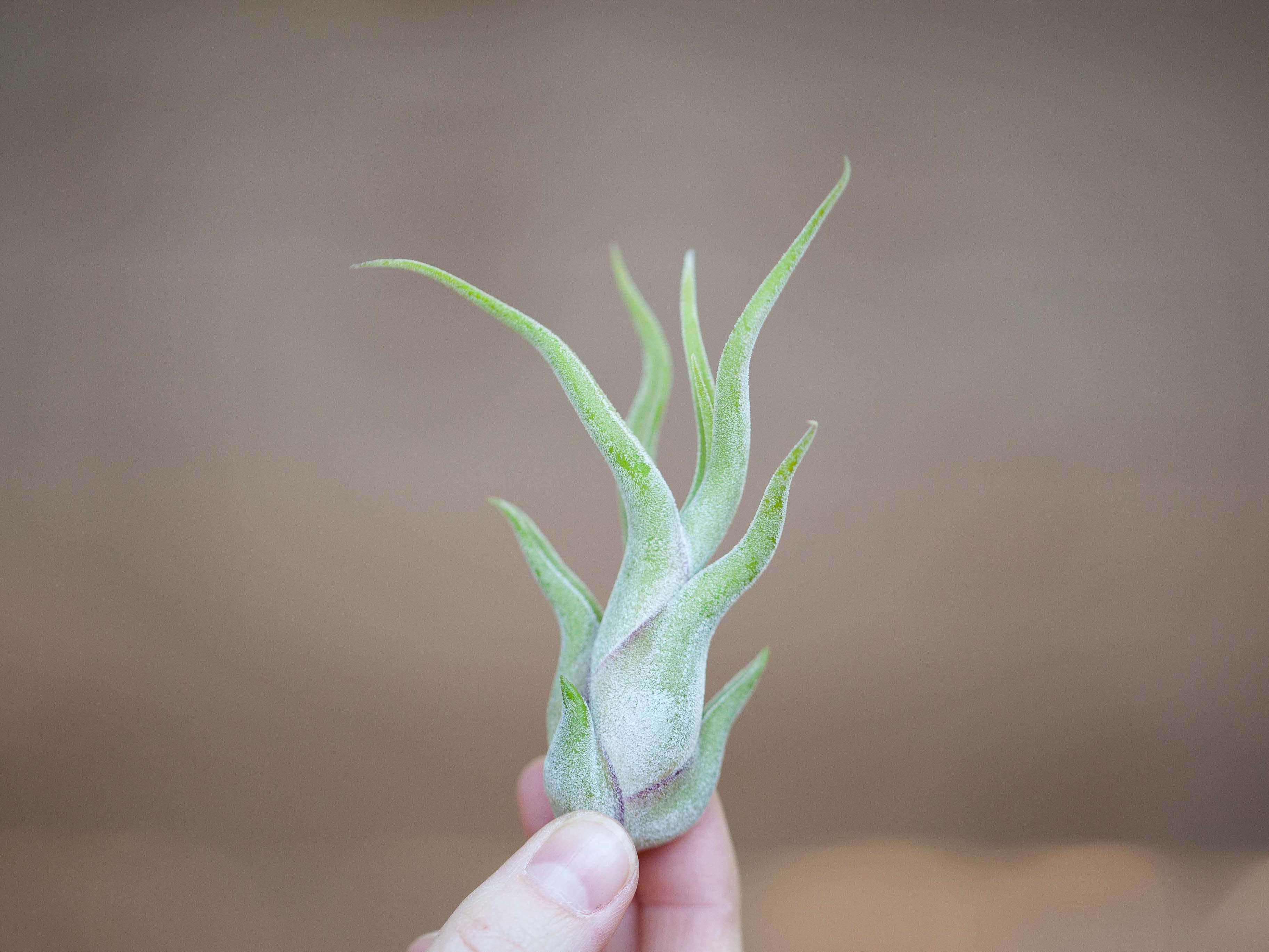Wholesale Nursery Special: Tillandsia Caput Medusae Air Plants - Image 3