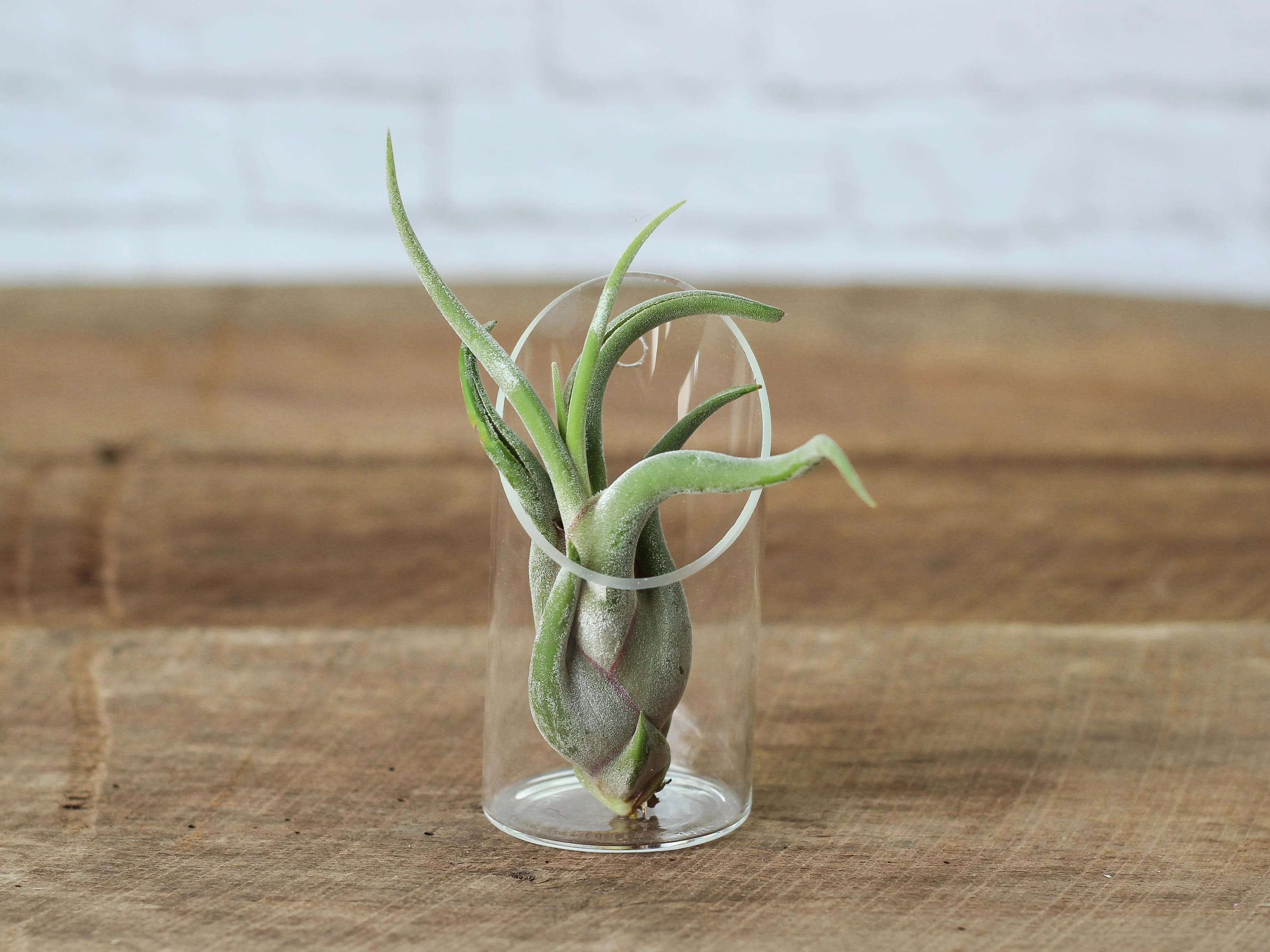 Wholesale Nursery Special: Tillandsia Caput Medusae Air Plants - Image 5