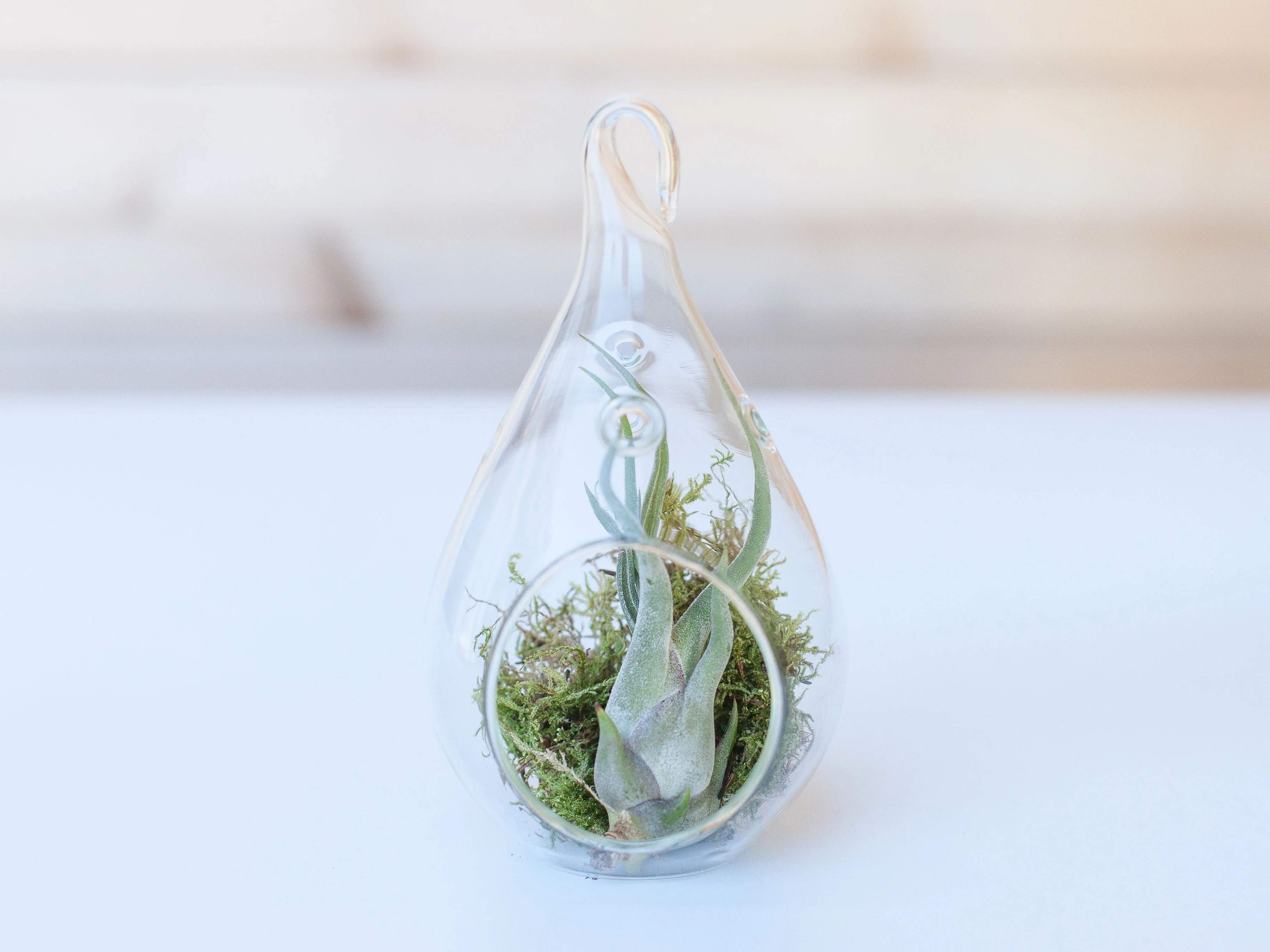 Wholesale Nursery Special: Tillandsia Caput Medusae Air Plants - Image 6